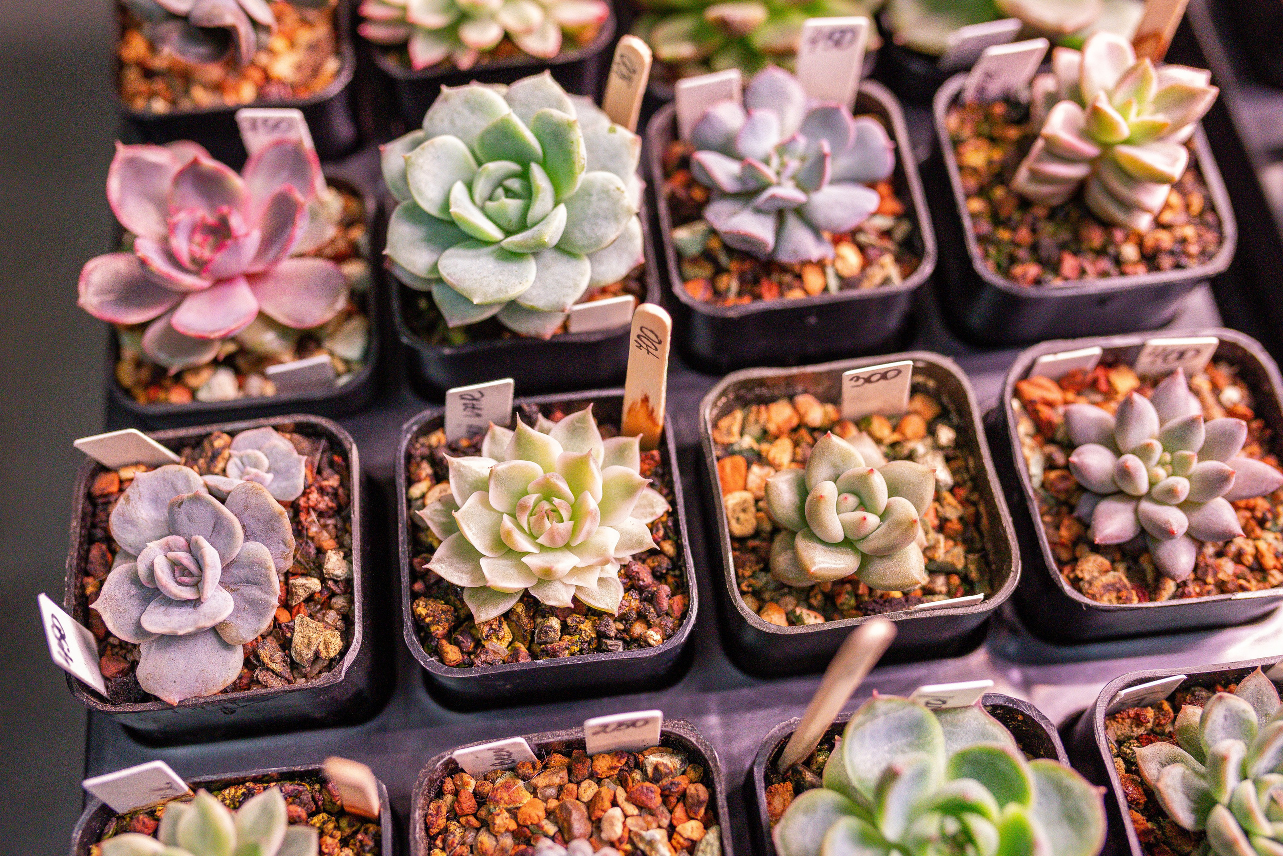 Монстериум апрель 2025. Александра Куликова фотограф, Москва