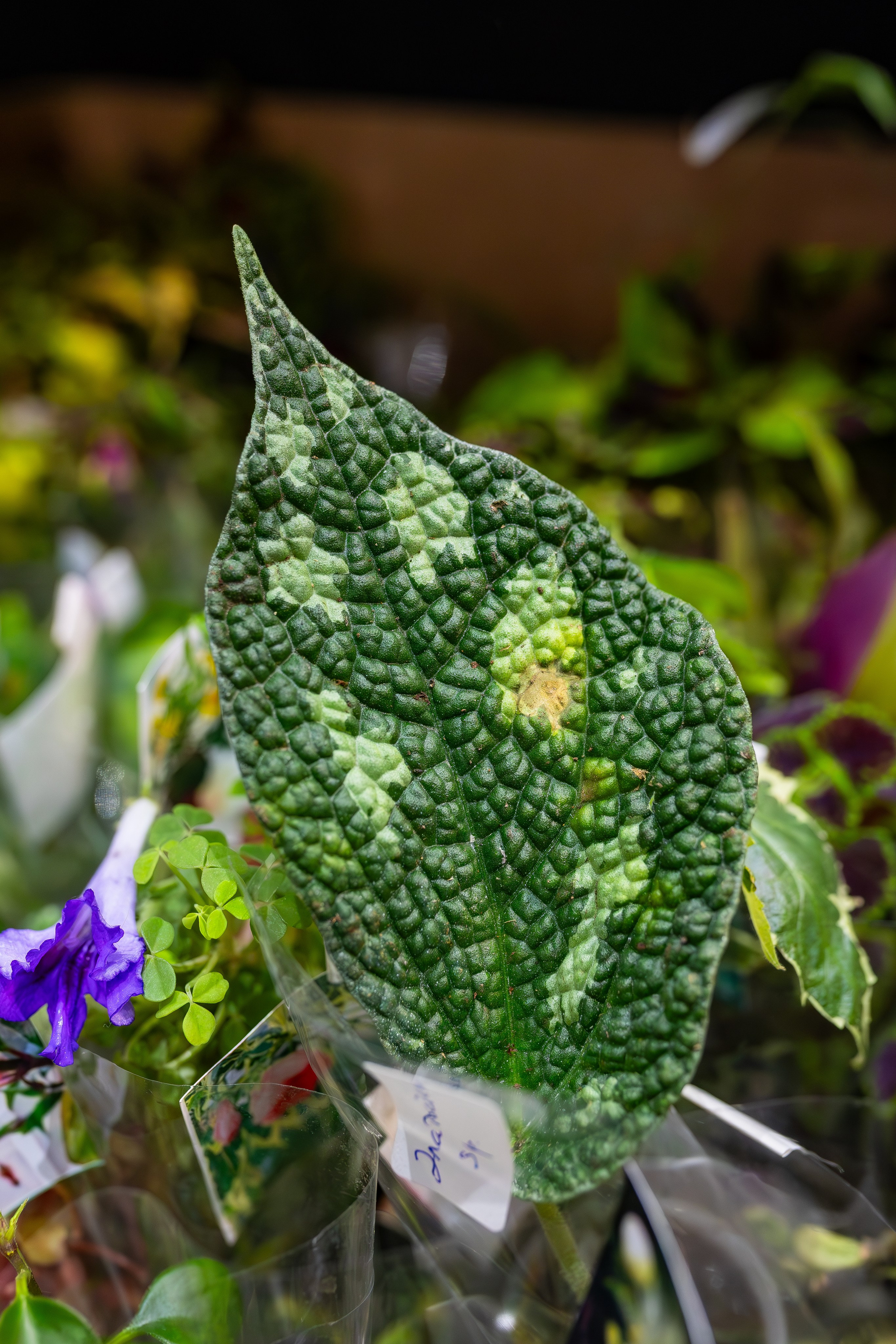 Орхидиум сентябрь 2025. Александра Куликова фотограф, Москва