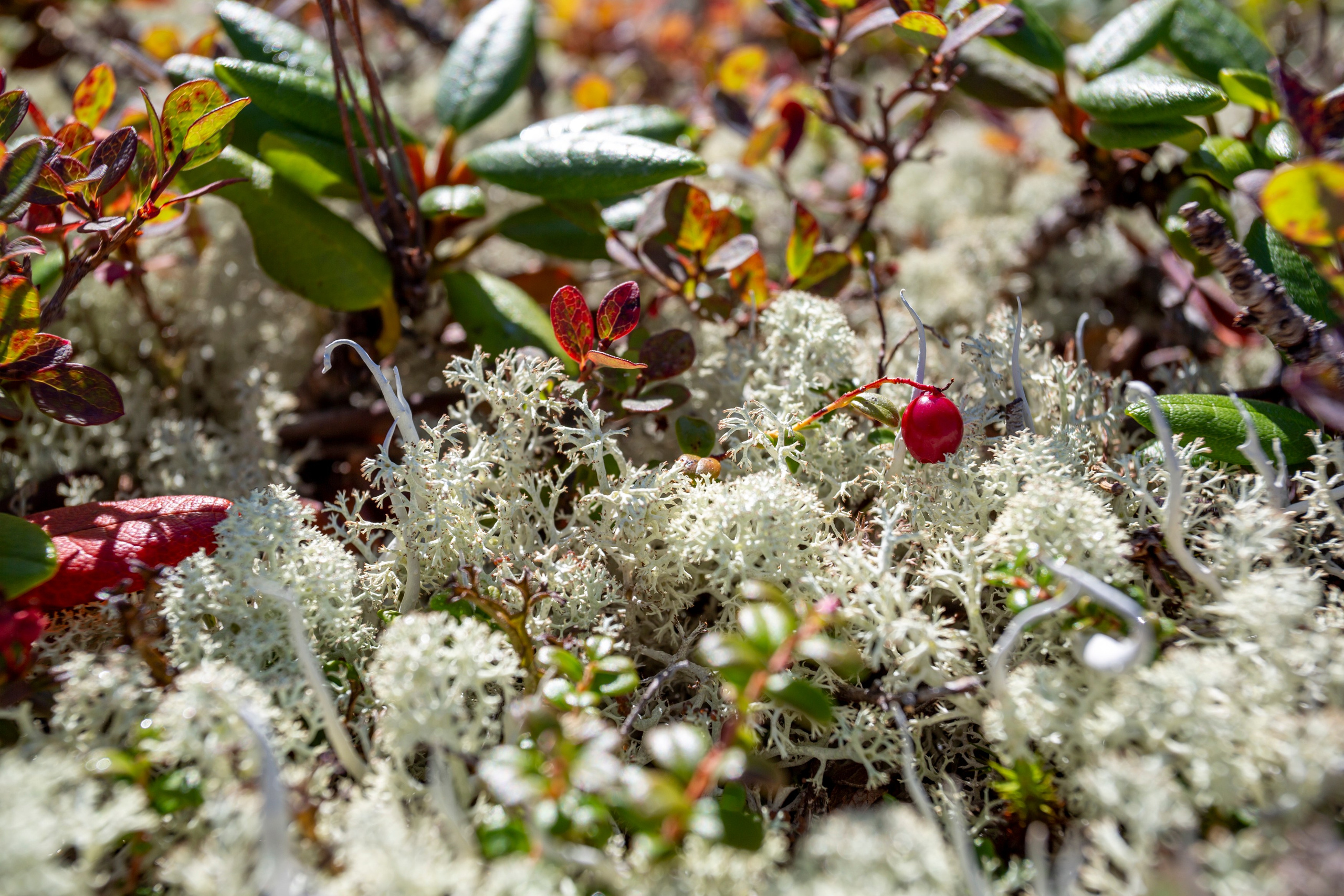Ганальские востряки. Время Камчатки: чтобы найти свой путь, нужно скорость умножить на время