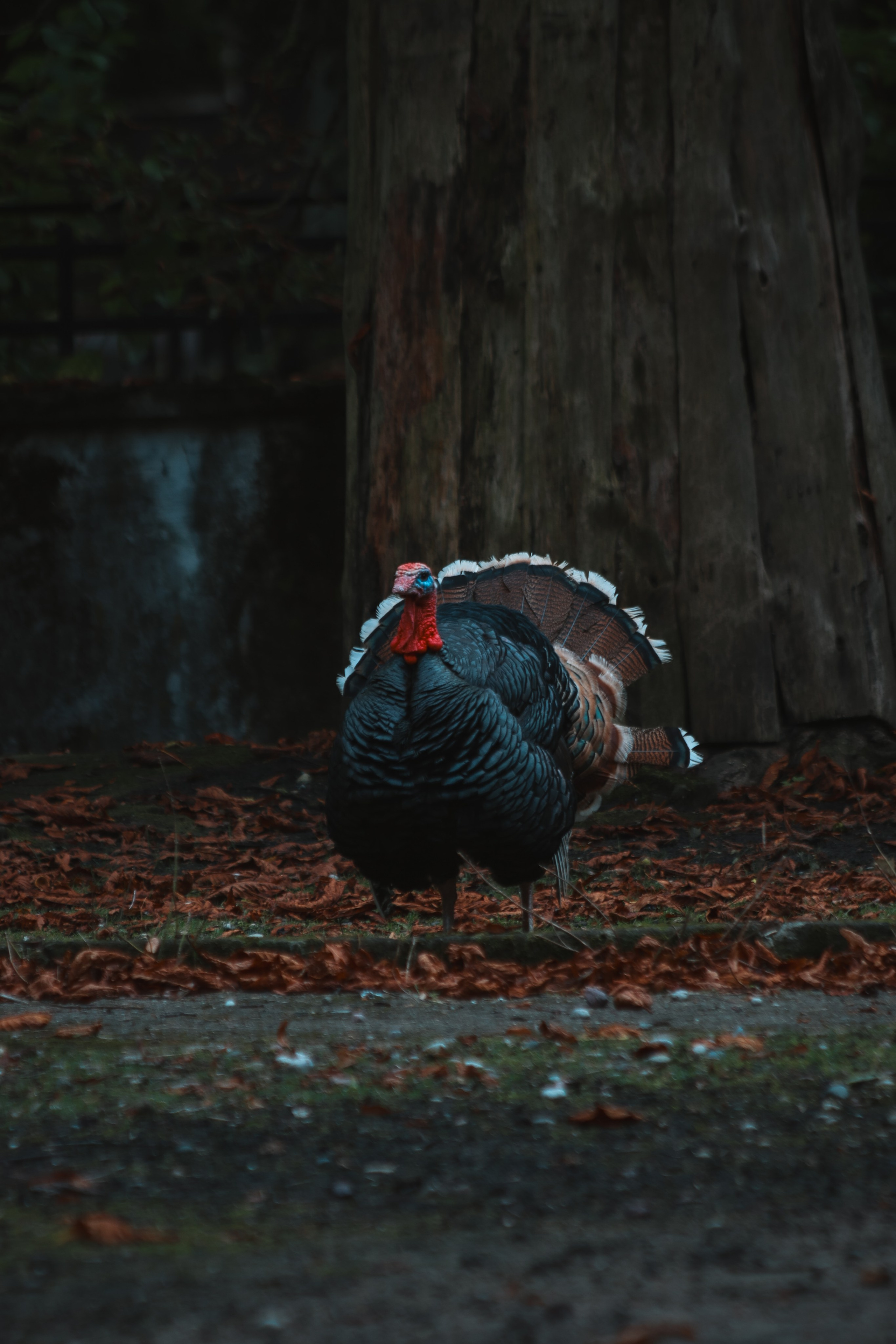 Р А З Н А Я — Ж И В Н О С Т Ь. — Digital Noise —