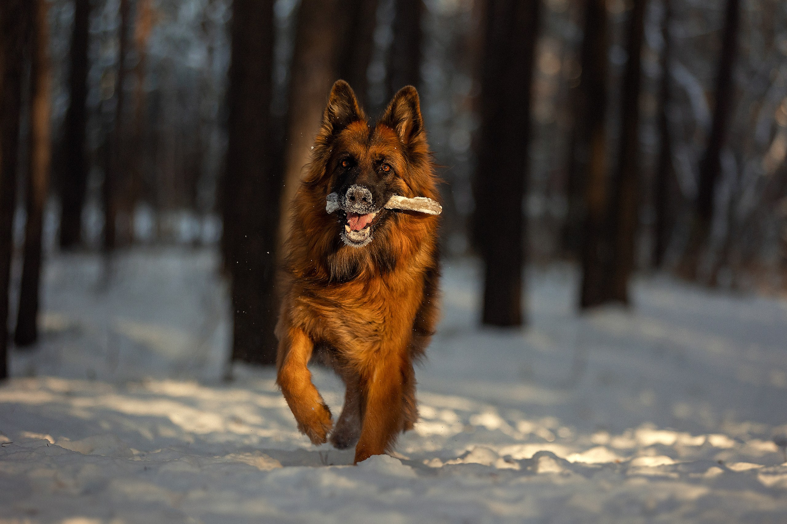 Собаки. Конный фотограф Валынкина Лера