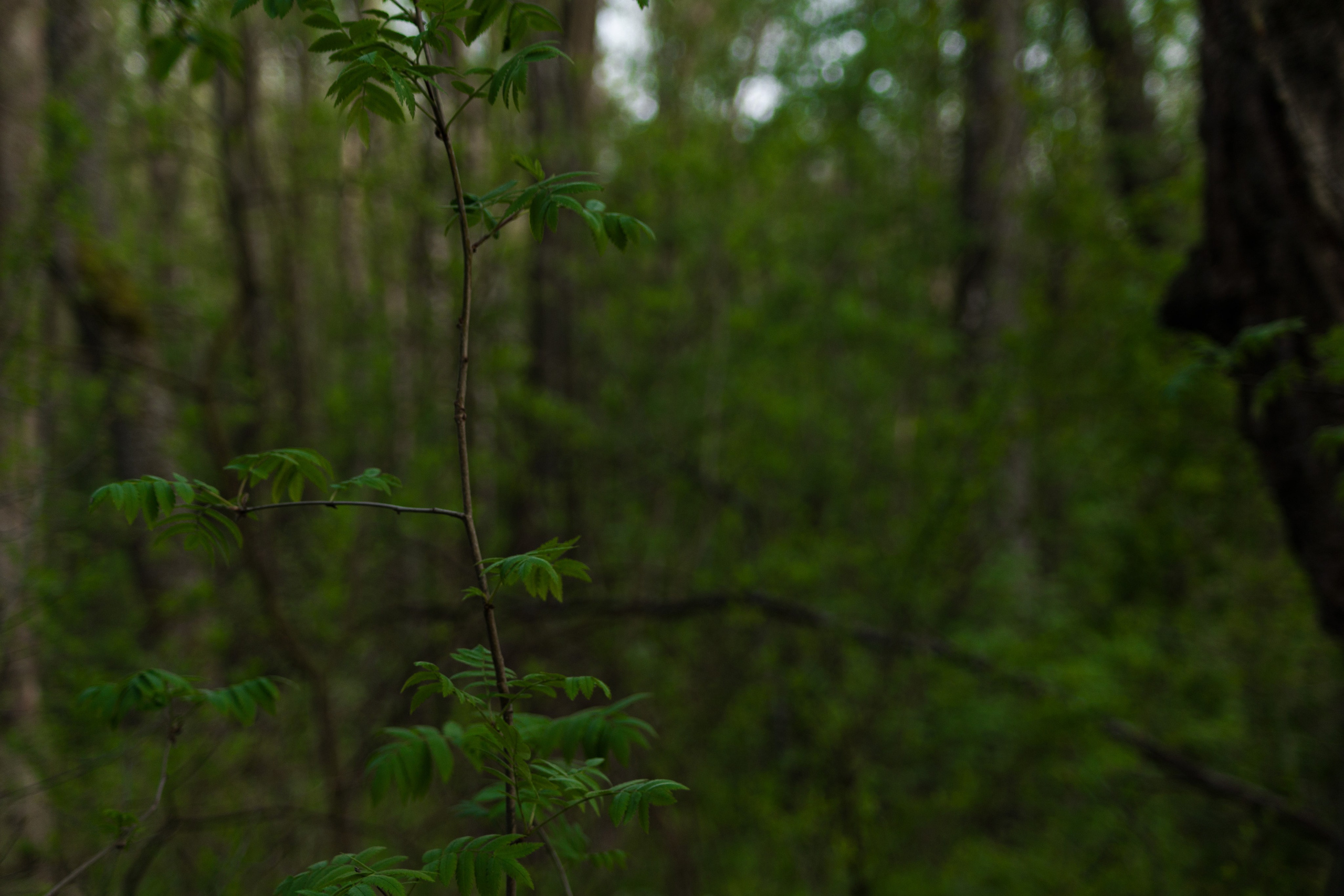 Набор качеств. Потешная фотопленка