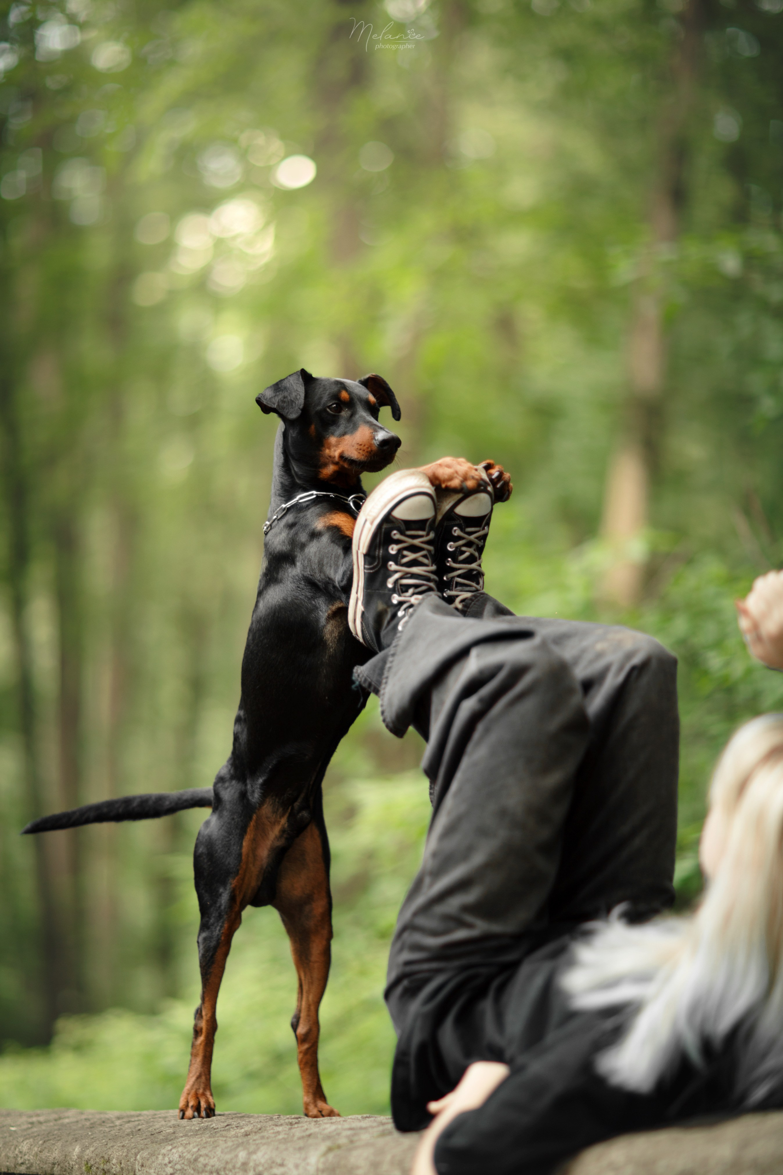 Фотосессия Шерлока. Фотограф-анималист в Москве Дорн Мелани