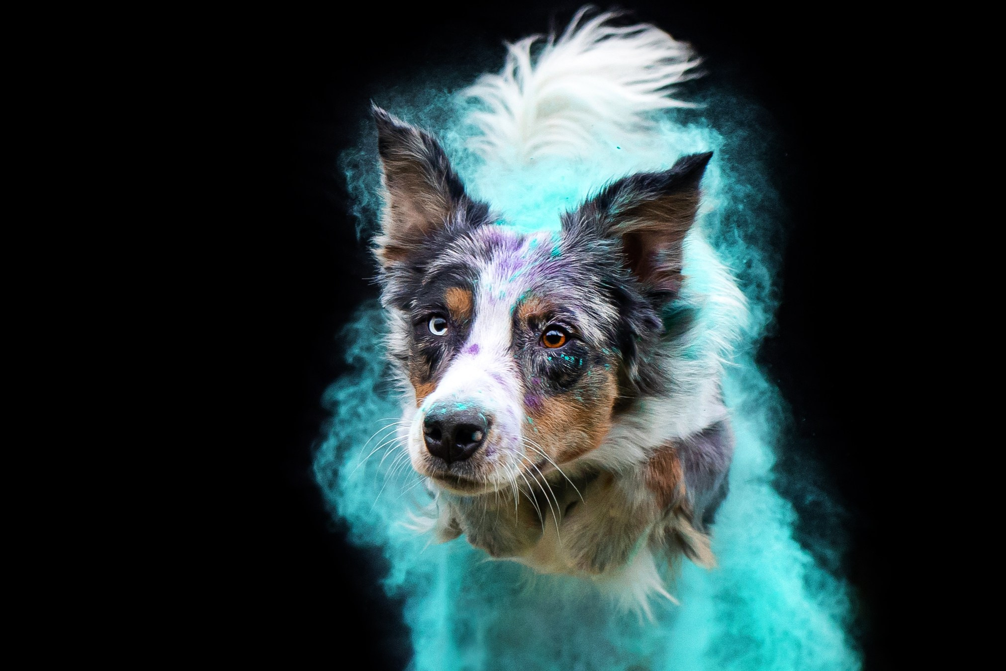 Пиксель и Зола