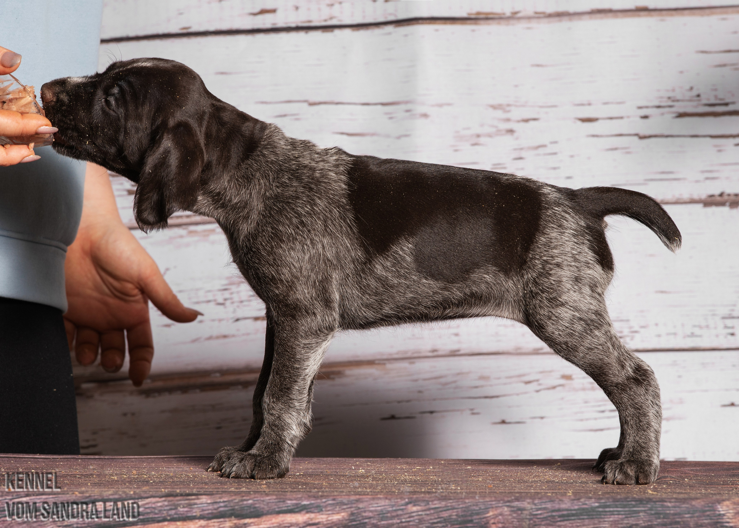 Венера вом Сандра Лэнд, Venera vom Sandra Land