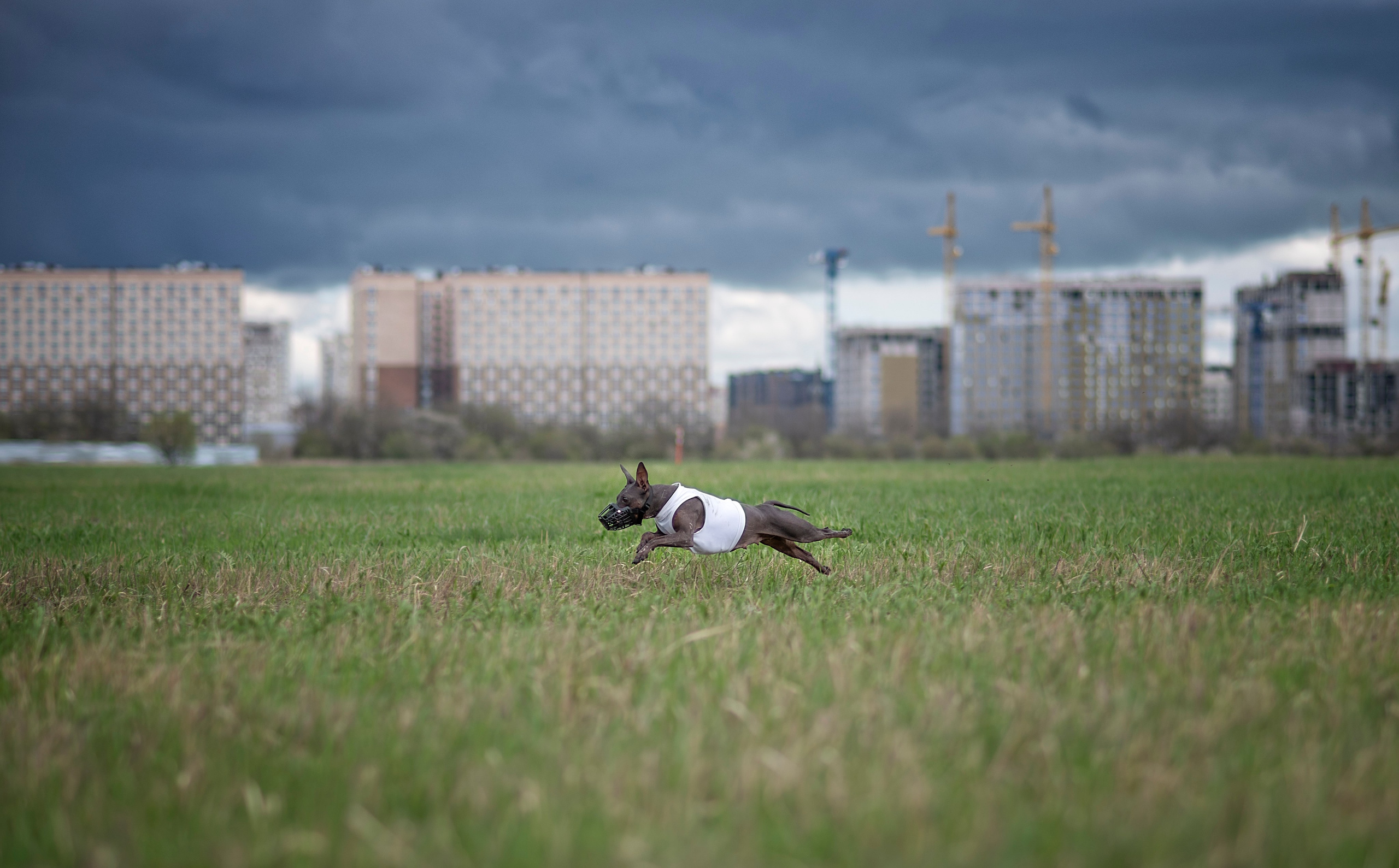 Курсинг. Фотограф анималист Ставрополь Яна Кудлай