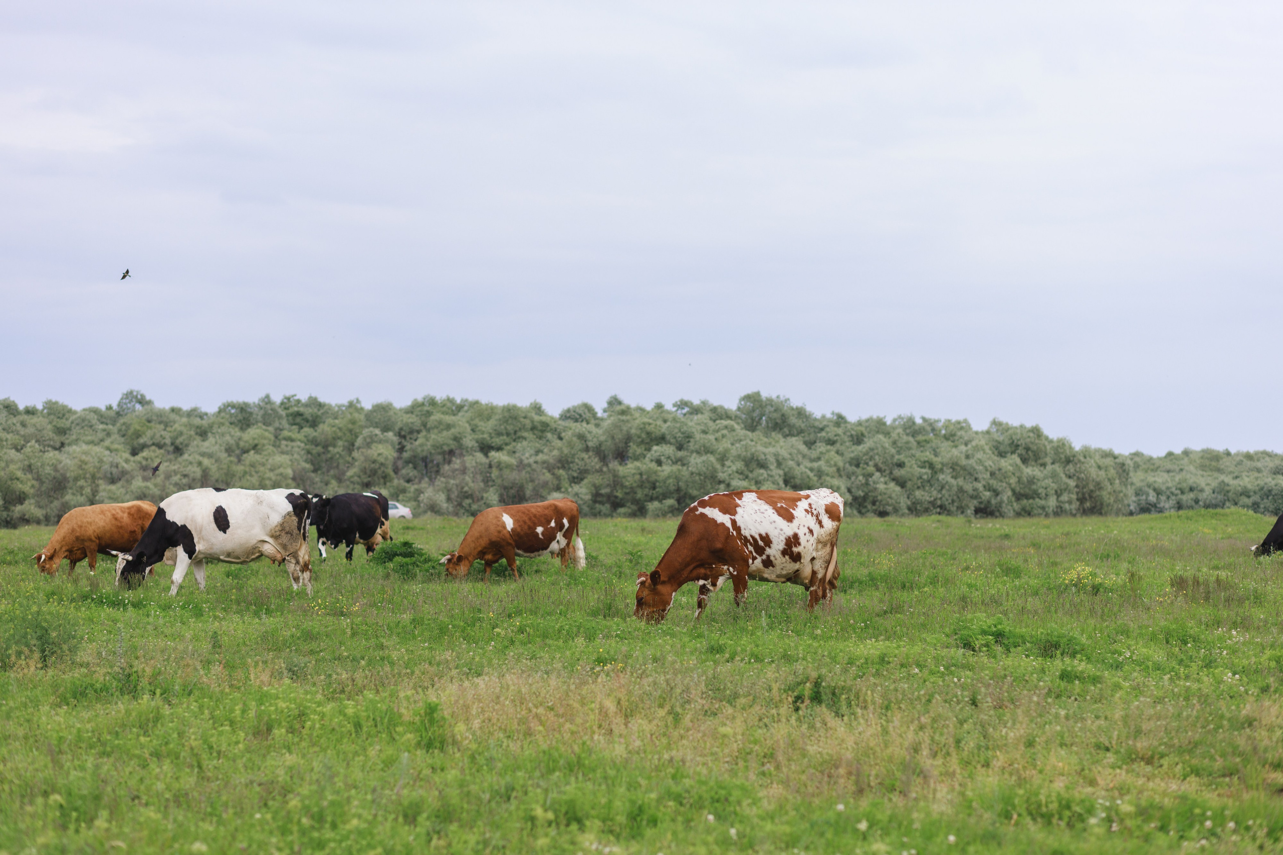 Семейная фотосессия на природе в Краснодаре. Детский и семейный фотограф в Краснодаре Альбина Морозова