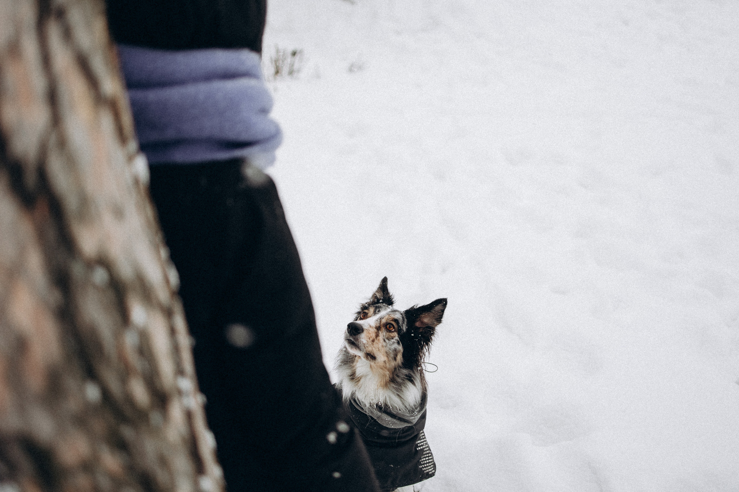 Настя и Тор. Фотораф — анималист Мария Шистка