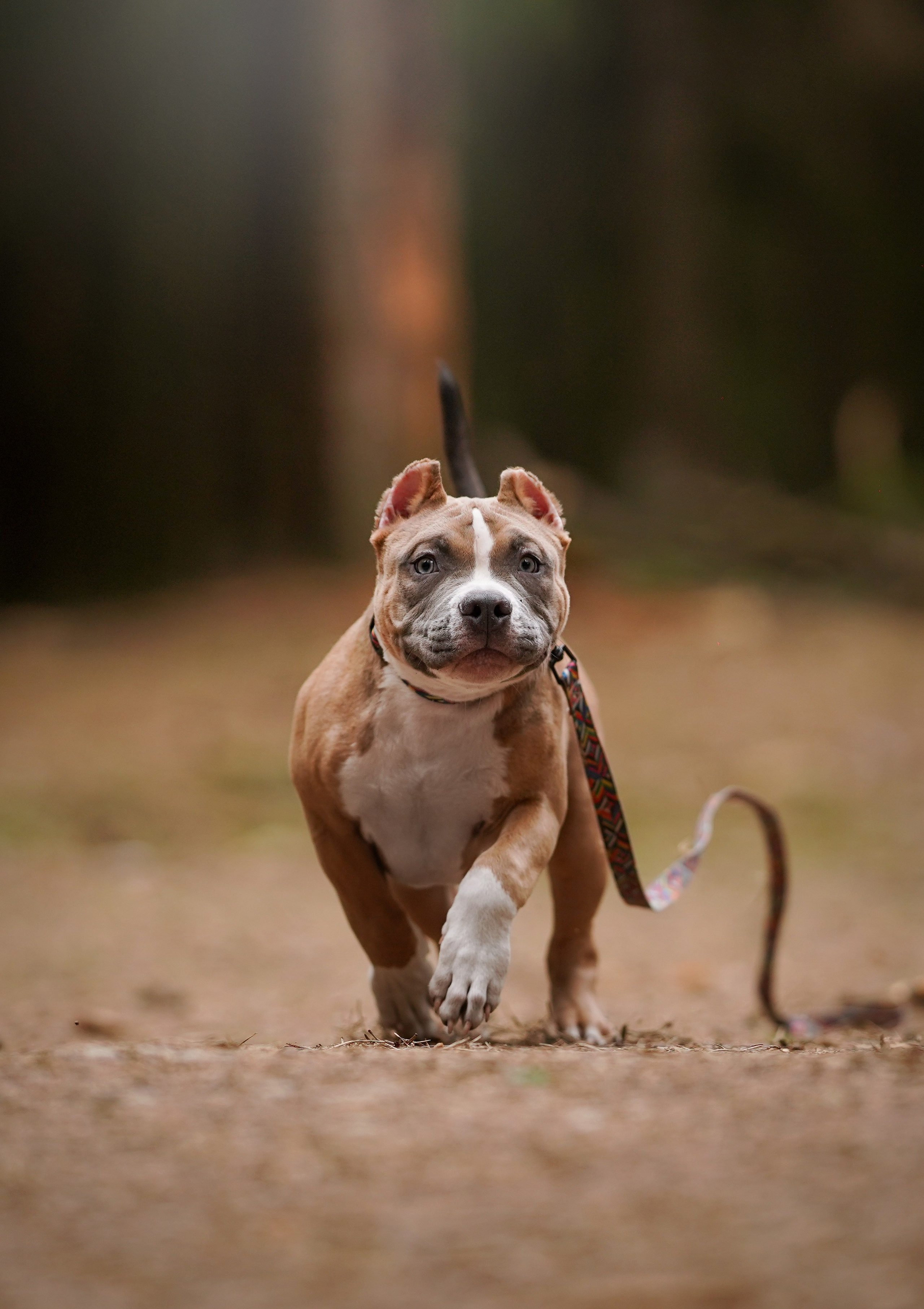Щенки булли. Фотограф-анималист в Санкт-Петербурге Яна Мартынова