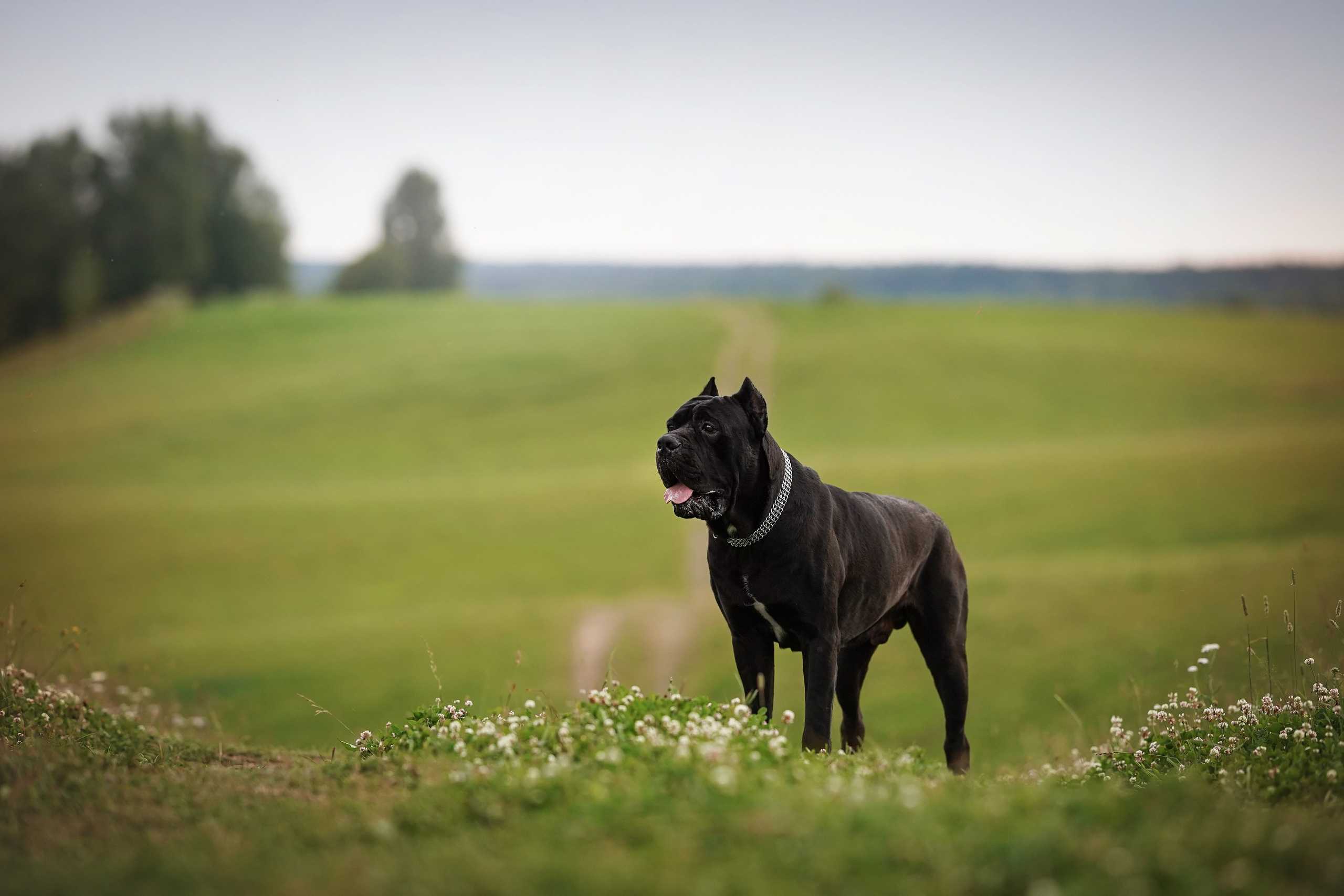 Юлия Костя и Виннер. Фотограф-анималист в Санкт-Петербурге Яна Мартынова