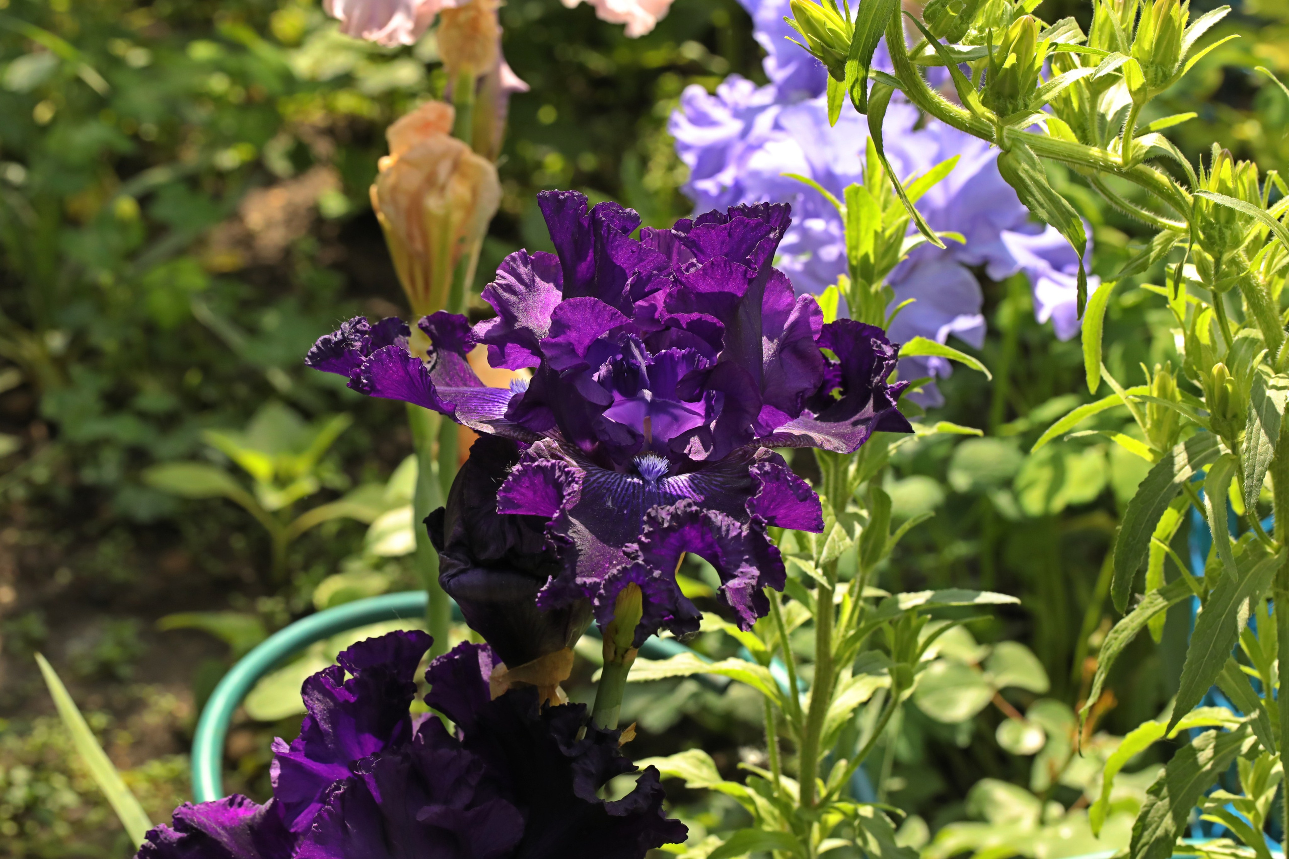 Цветы моего города. Фото-художник и Репортажный фотограф Николаев Александр Алексеевич