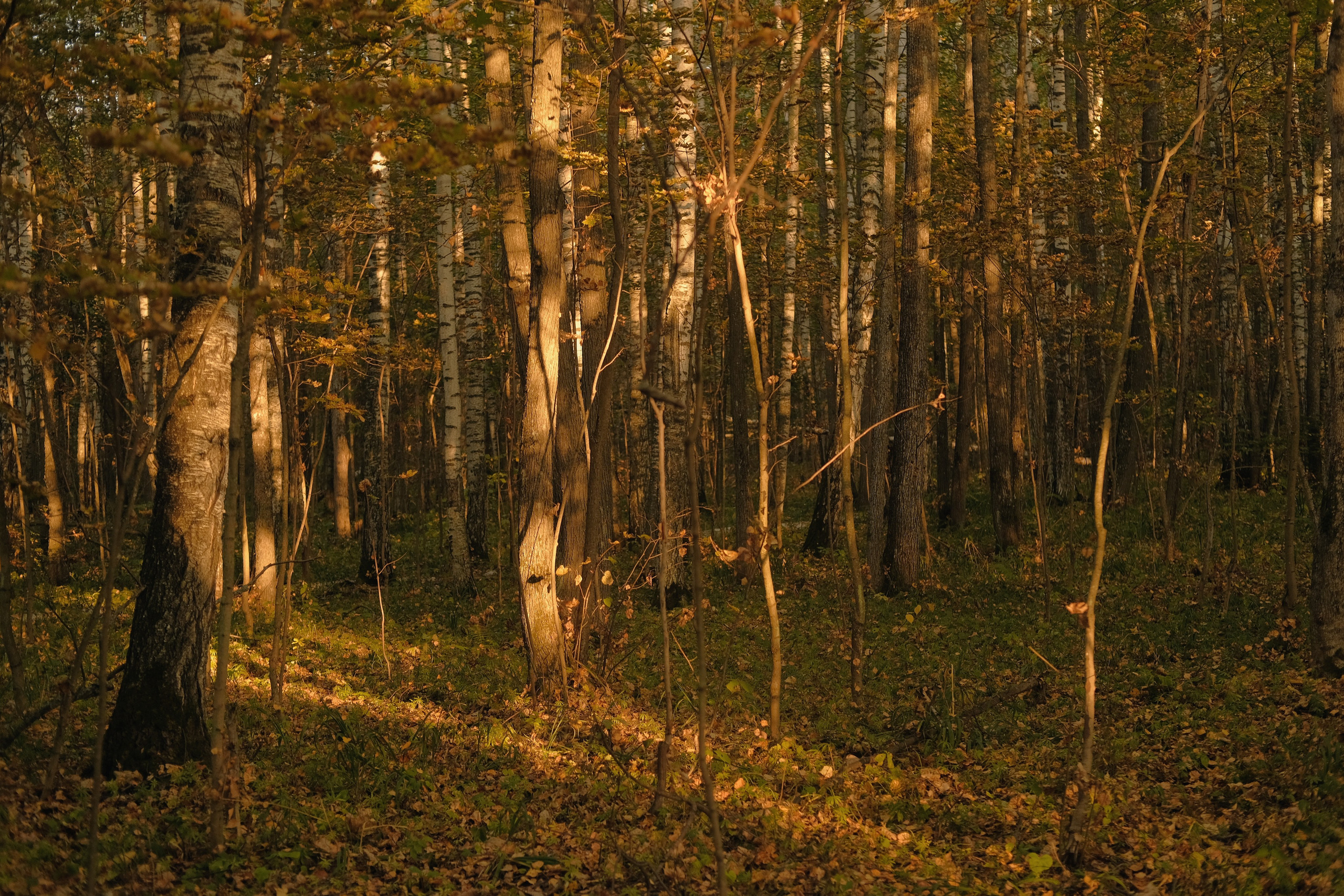 Поход по лесу в Марий-Эл. Обо мне