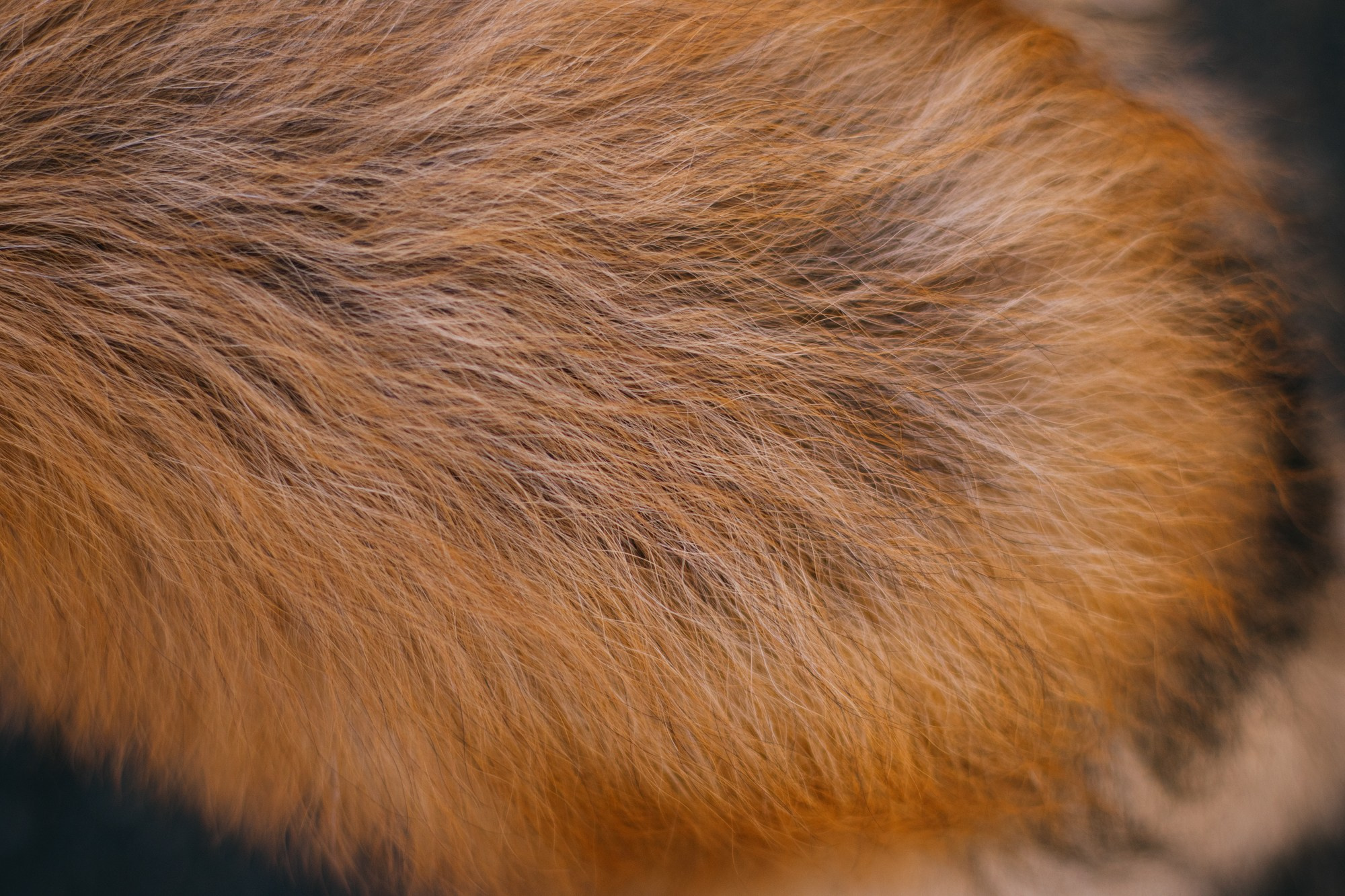 Анна и Габи. Фотограф в Тюмени Лизавета Сапицкая