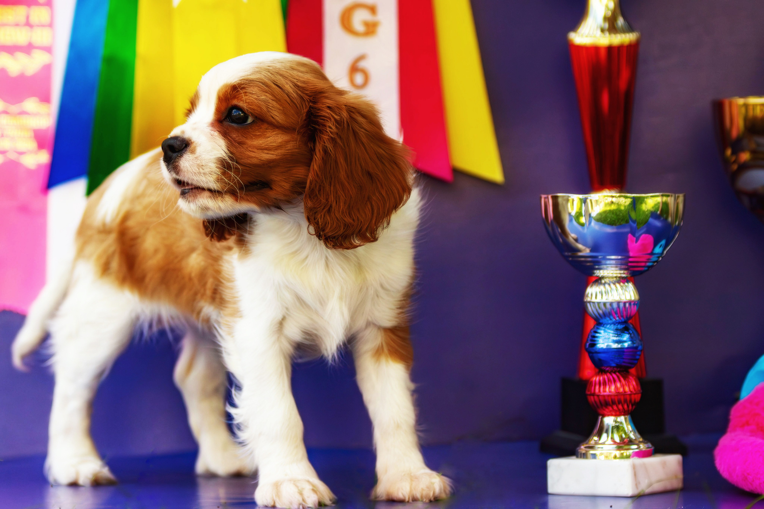 Фотосессия щенков от 7-и дней в стиле ньюборн. Фотограф анималист — Тула, Москва