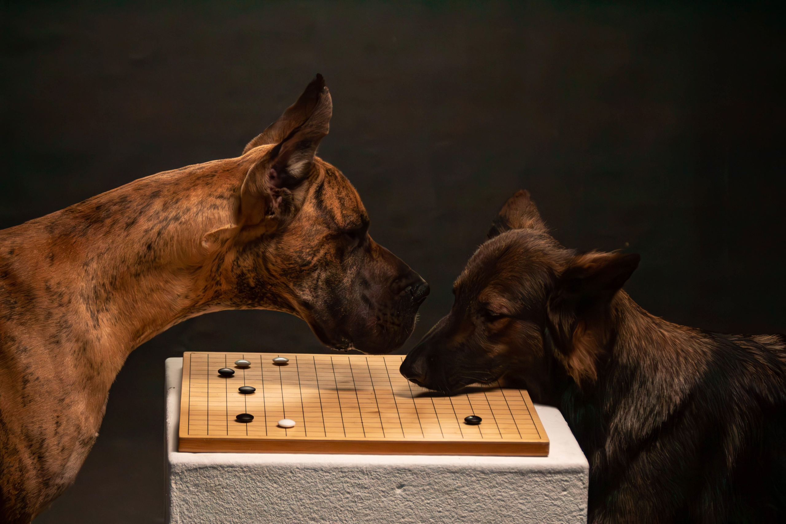 Елена, Honney Highlight и Эрафия. Фотограф анималист — Тула, Москва