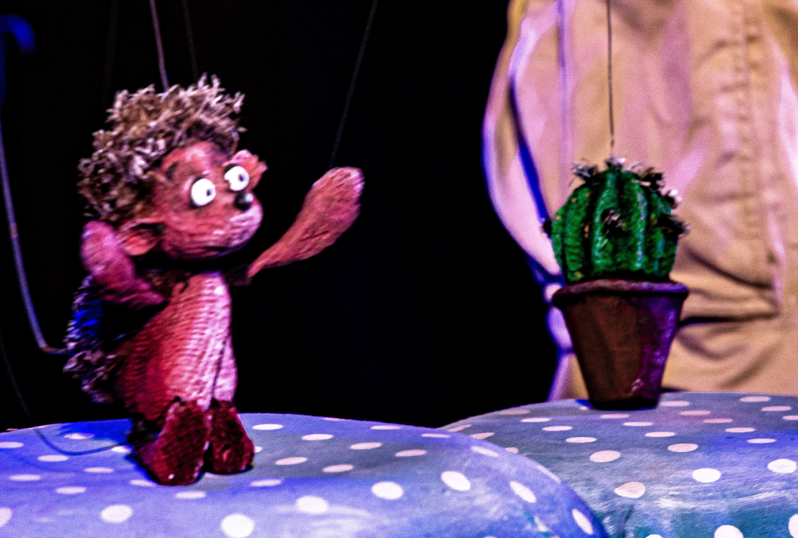 Колючая сказка. Фотограф в Сочи Юрий Шептаев