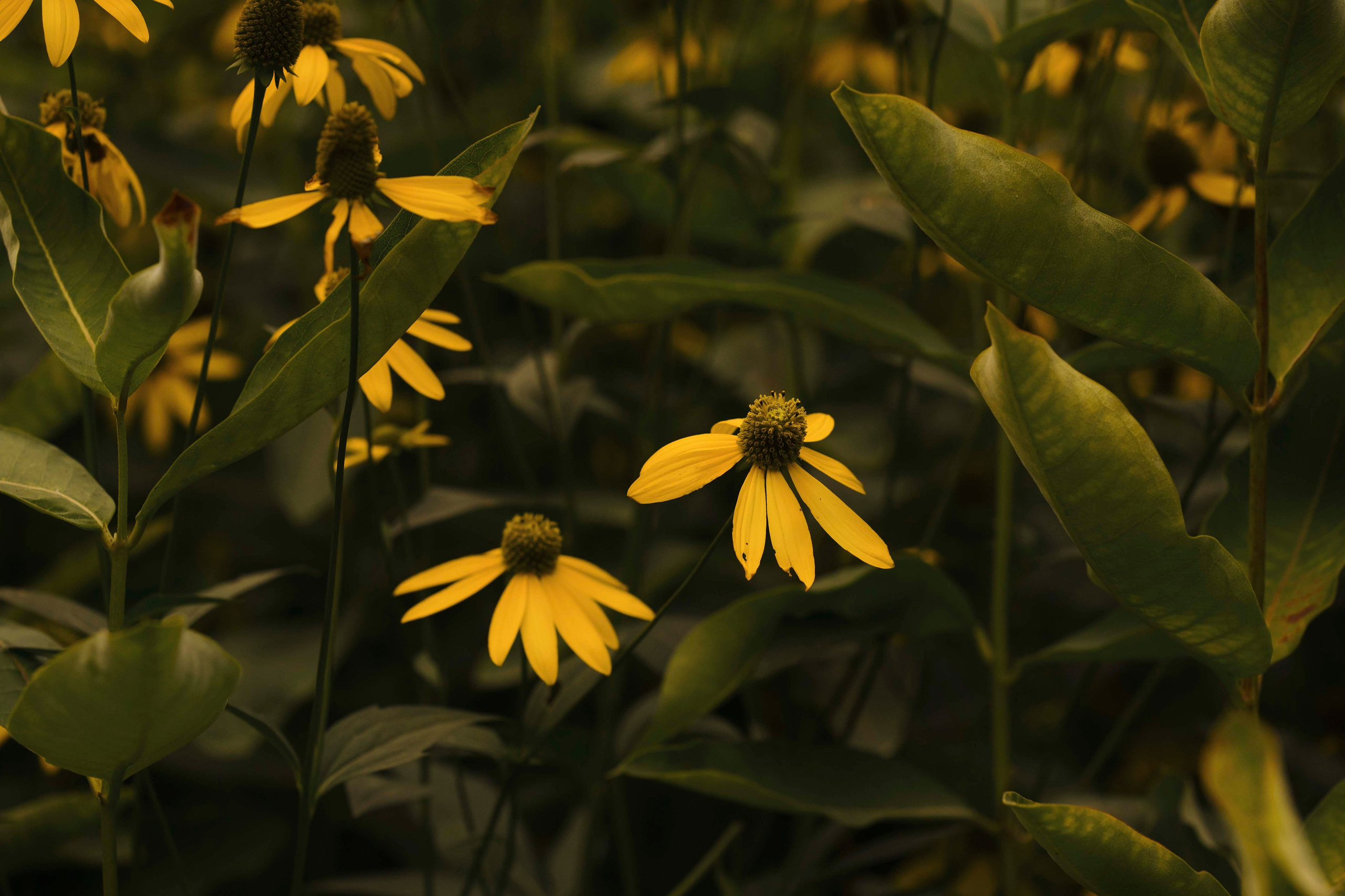 Нева и Персей. Фотограф- анималист Александра Матвеева