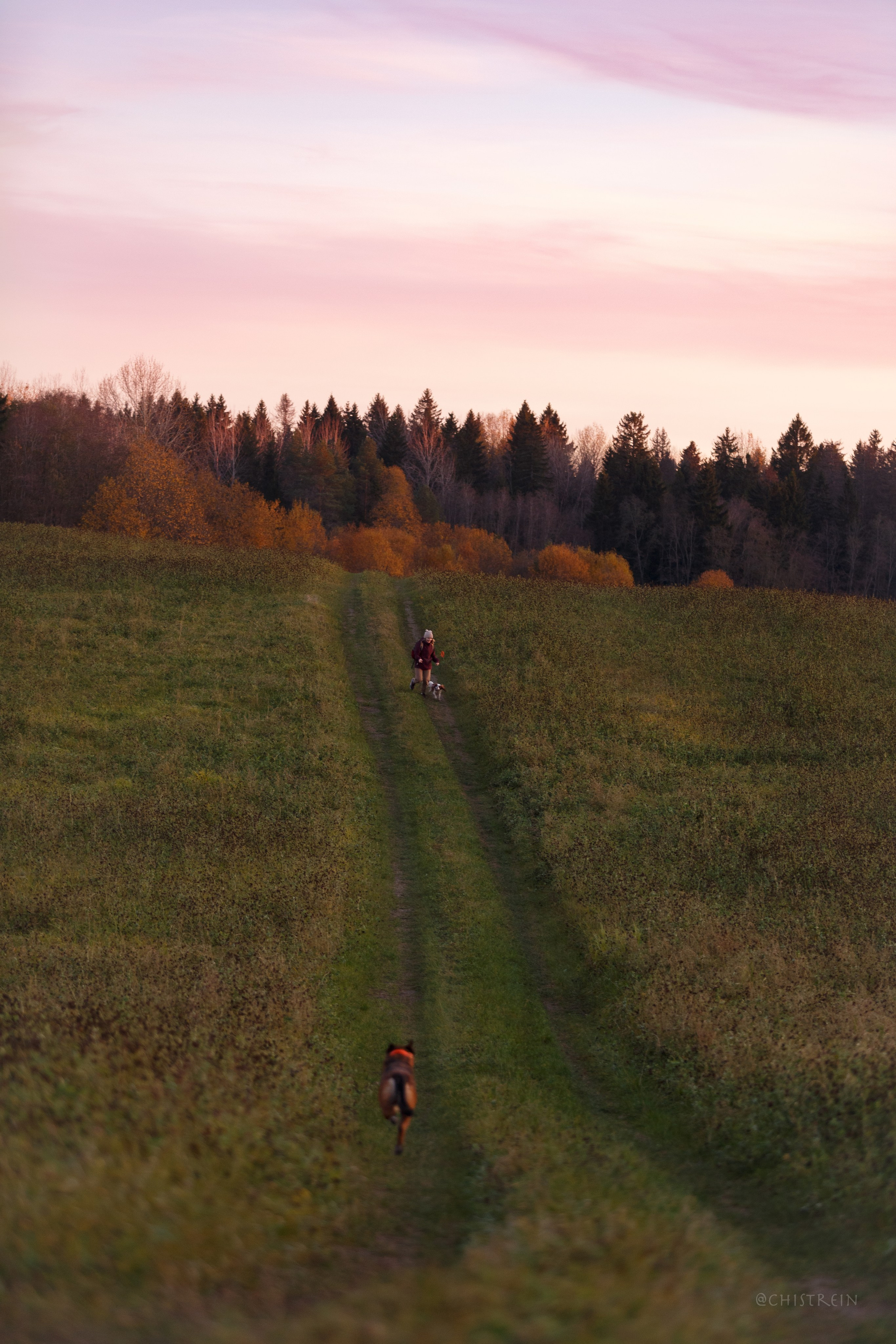 Октябрьский закат в полях. Алина и Лео. Фотограф-анималист Наталия Чистюхина в г. Сосновый Бор и ЛО