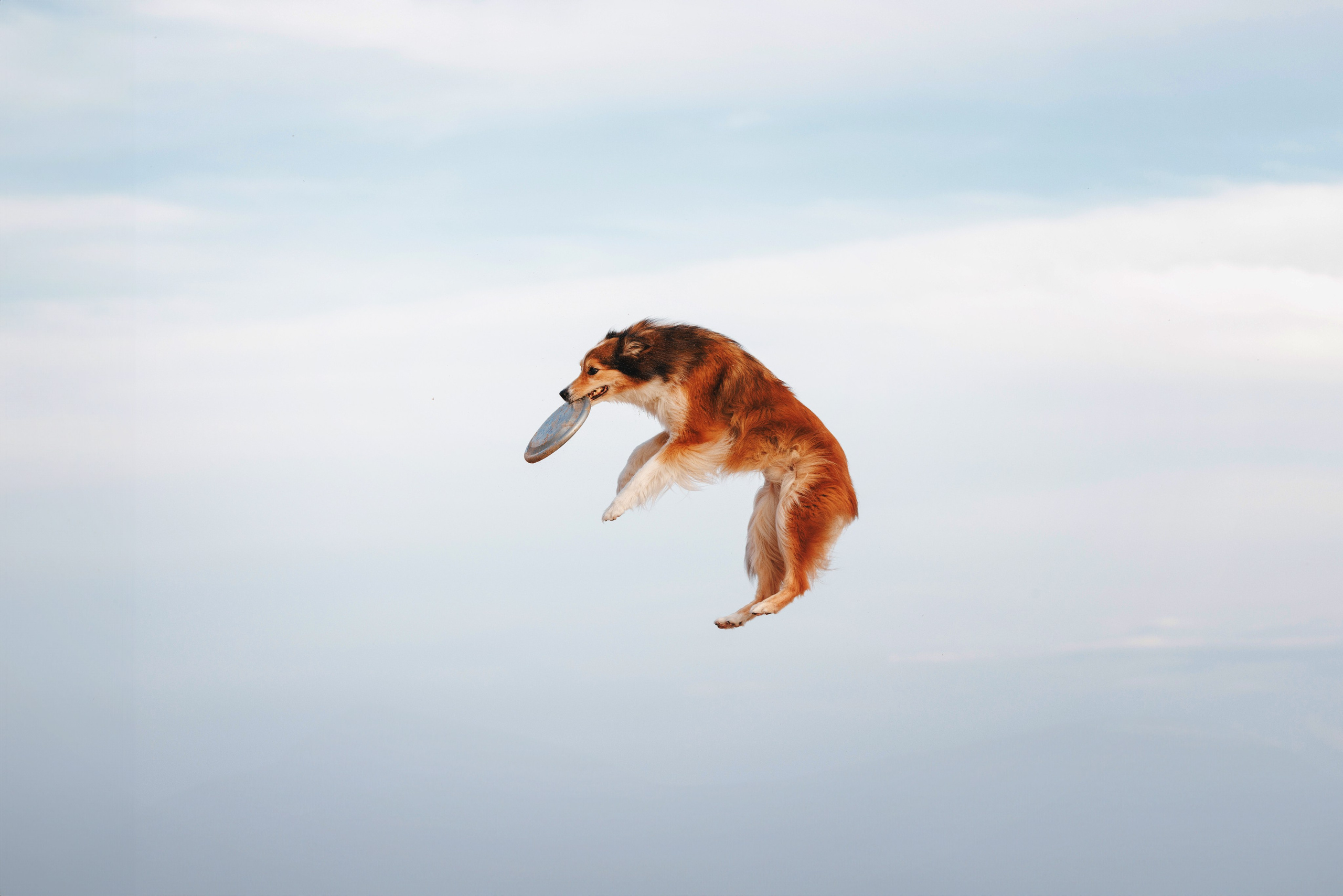 Рита, Маша и много собак. Фотограф анималист Осипчикова Мария