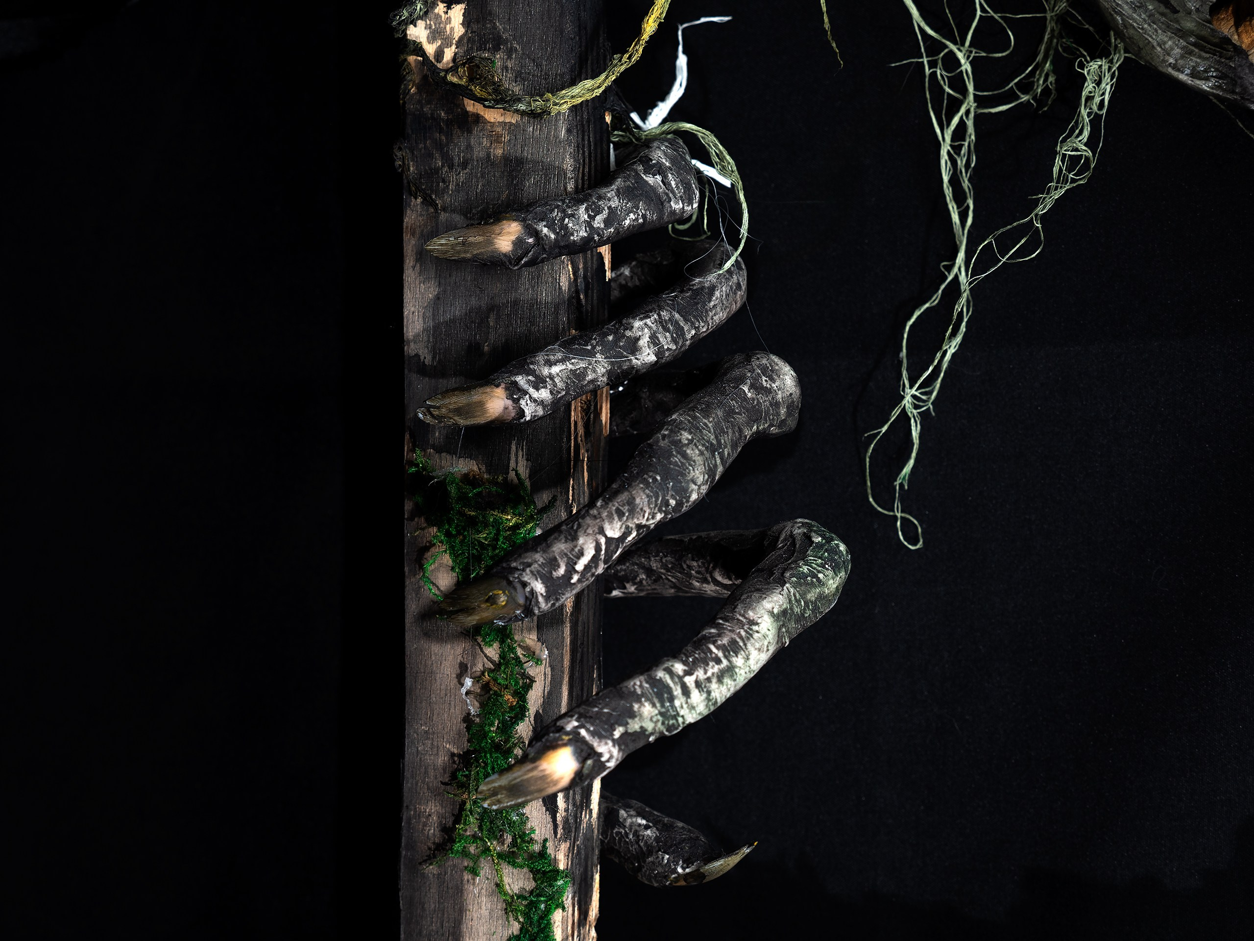 Картины. Фотограф анималист Никита Натальный