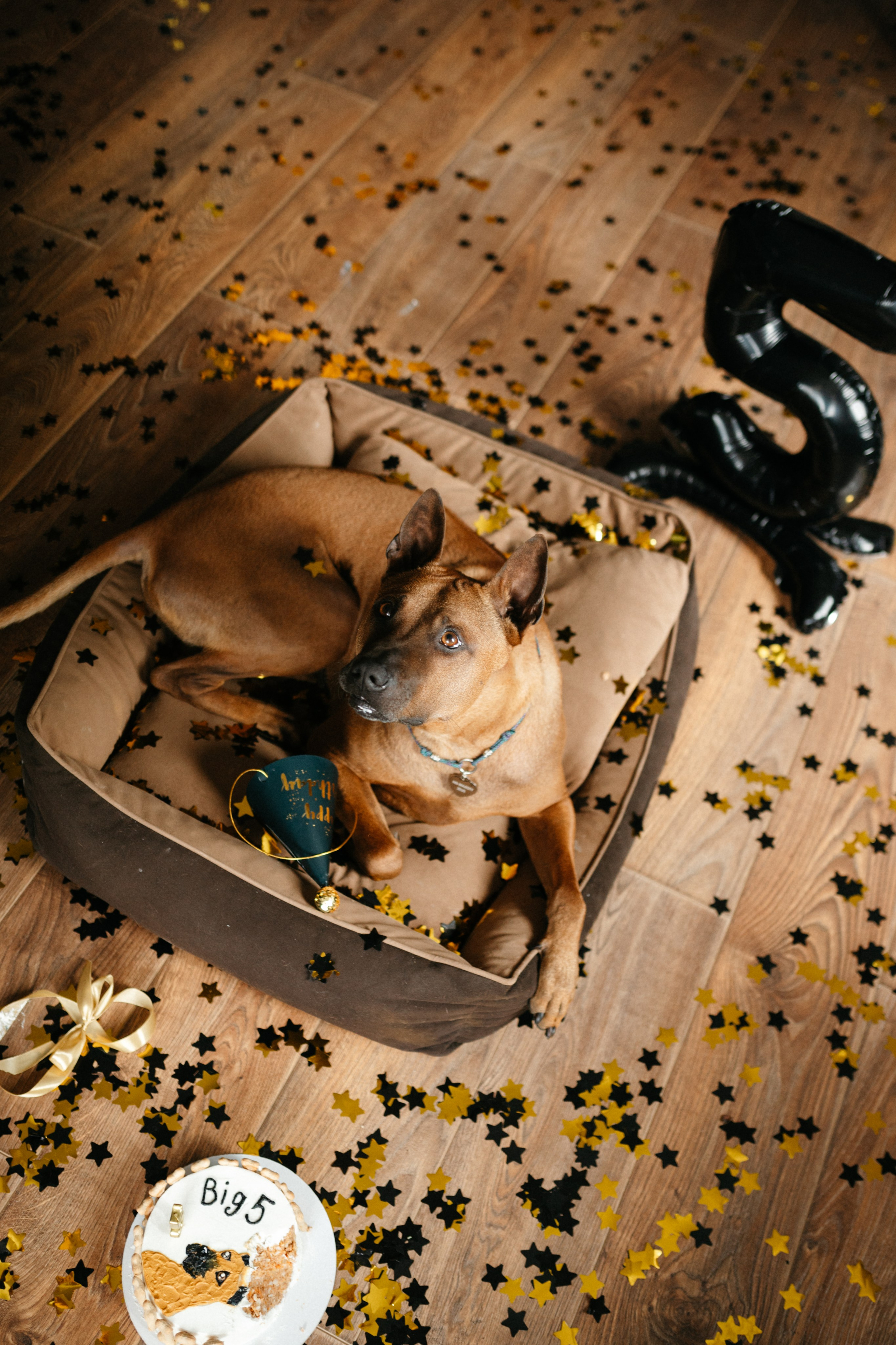 Оксана и Зевс. Фотограф анималист в Москве Ольга Агушева