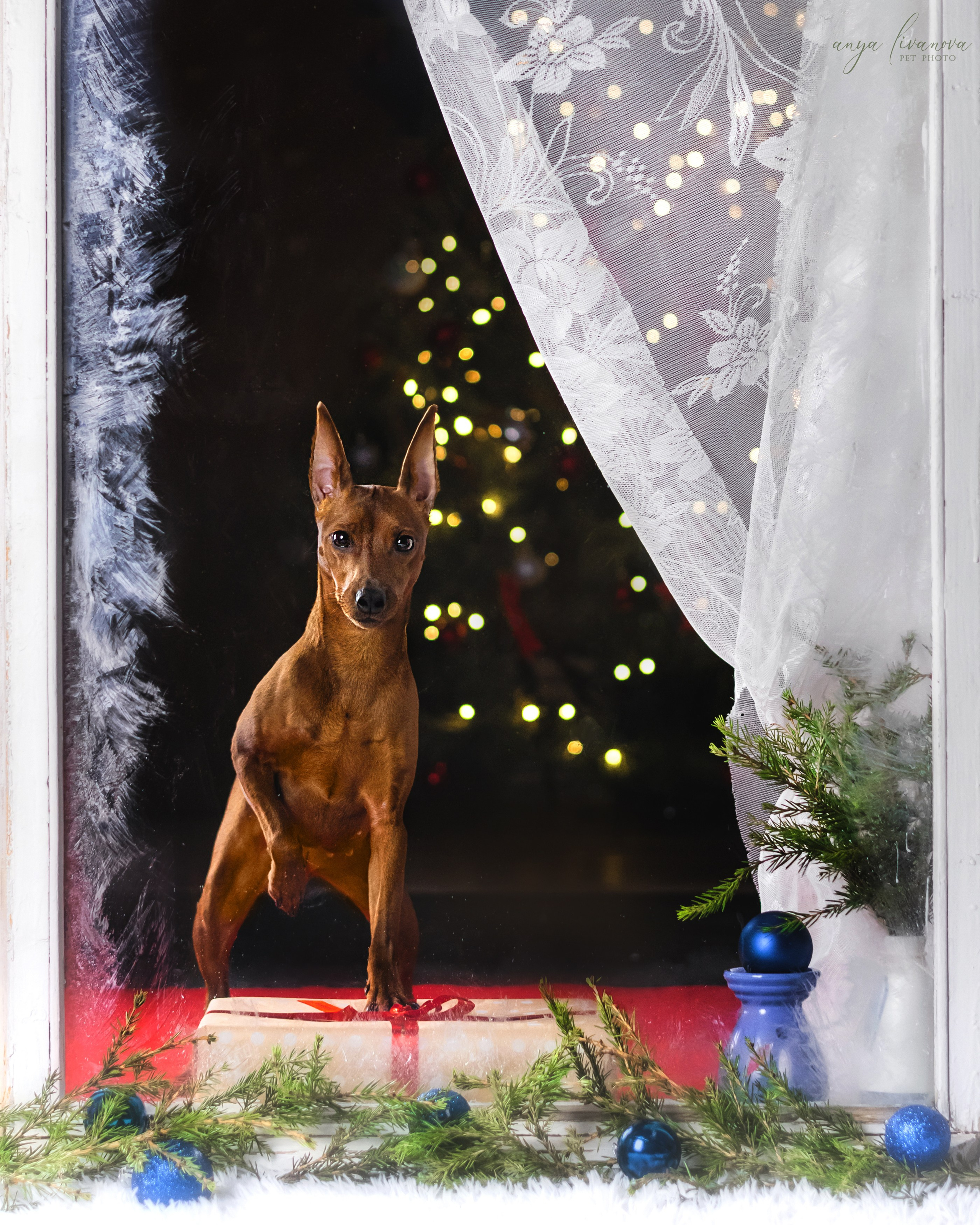 Окошко. Фотограф анималист Аня Ливанова | Рыбинск