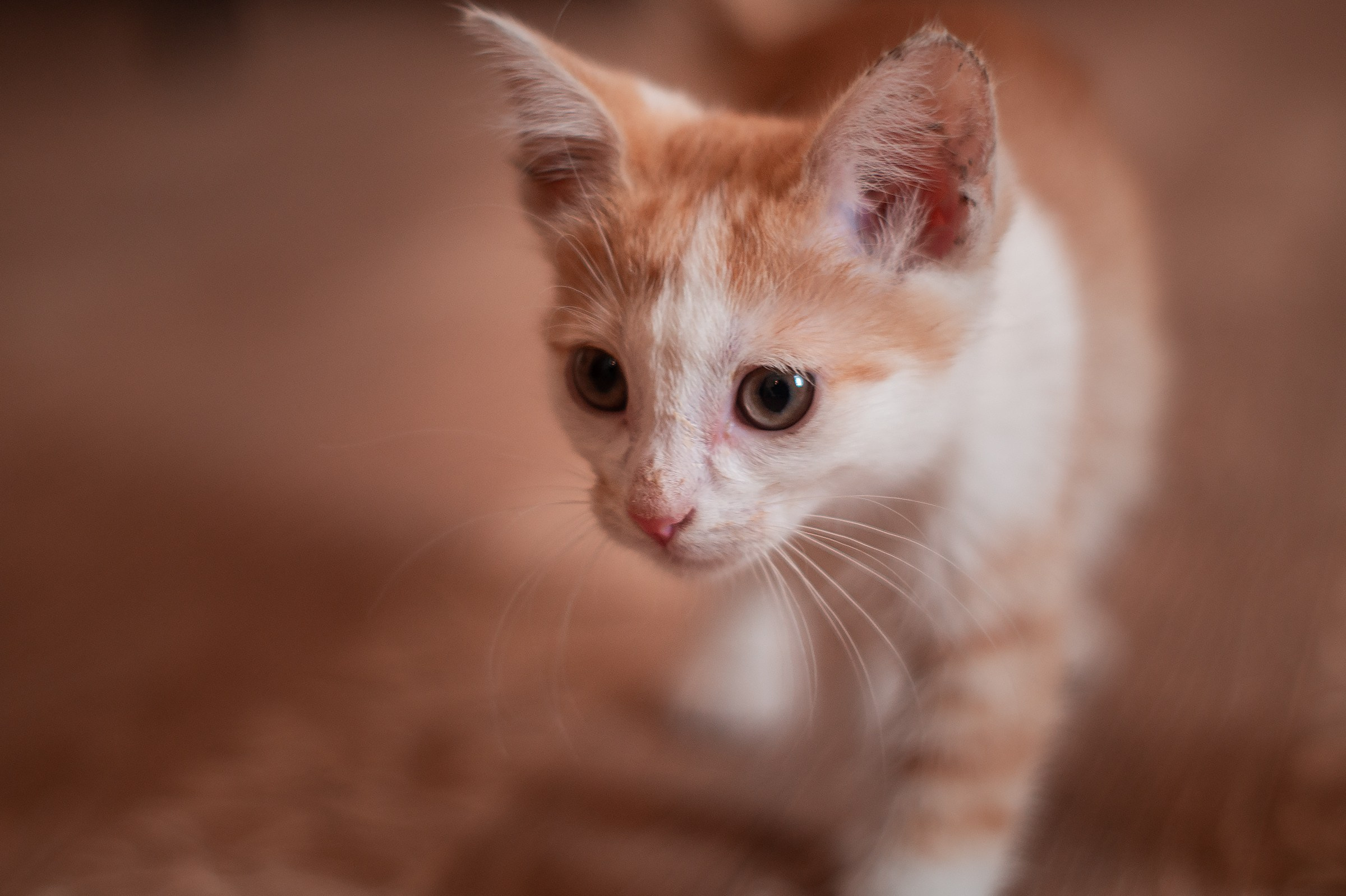 Съемки животных. Фотограф в Санкт-Петербурге и ЛО Егор Ставер