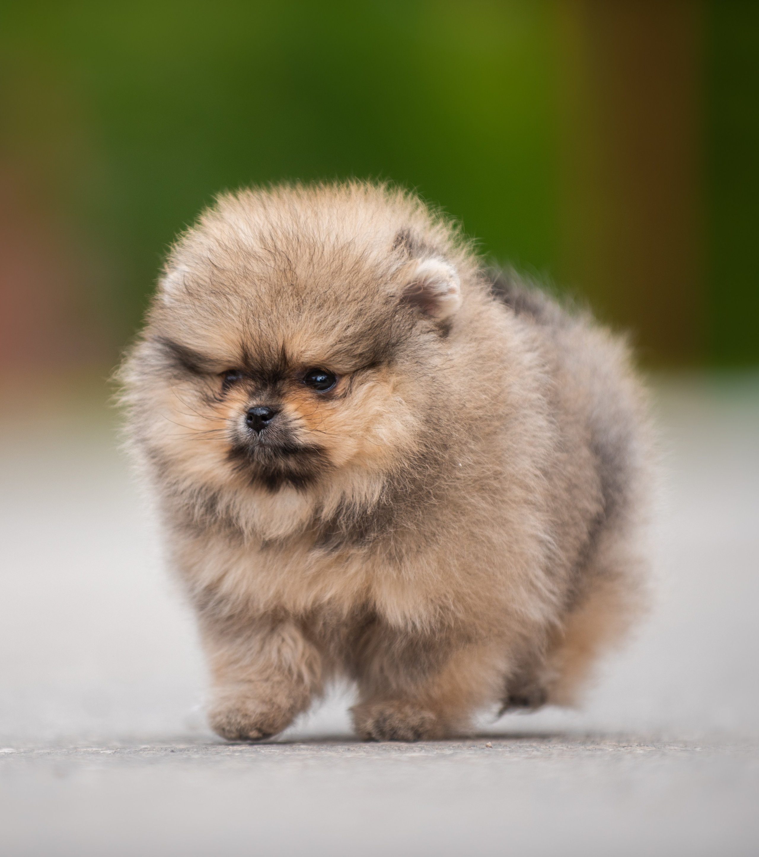 Шпицы щенки. Главная