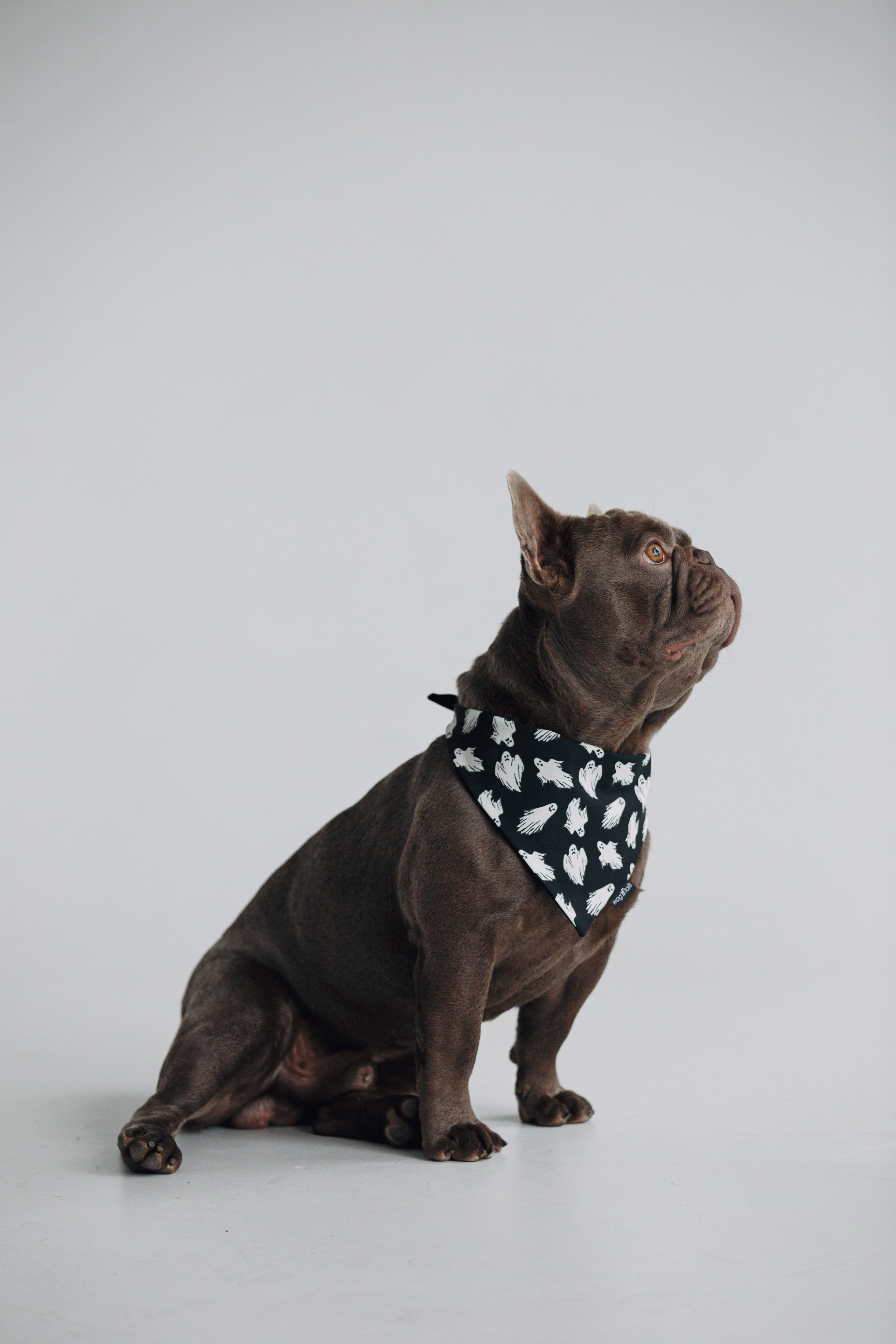 Wag'n'tails аксессуары для животных. Фотограф анималист Кристина Карпова, Москва