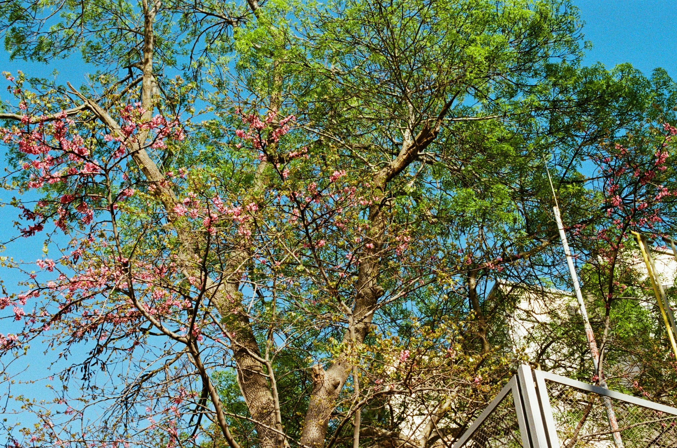 Sakura blues // ukraine, crimea III. EVER EXPOSED
