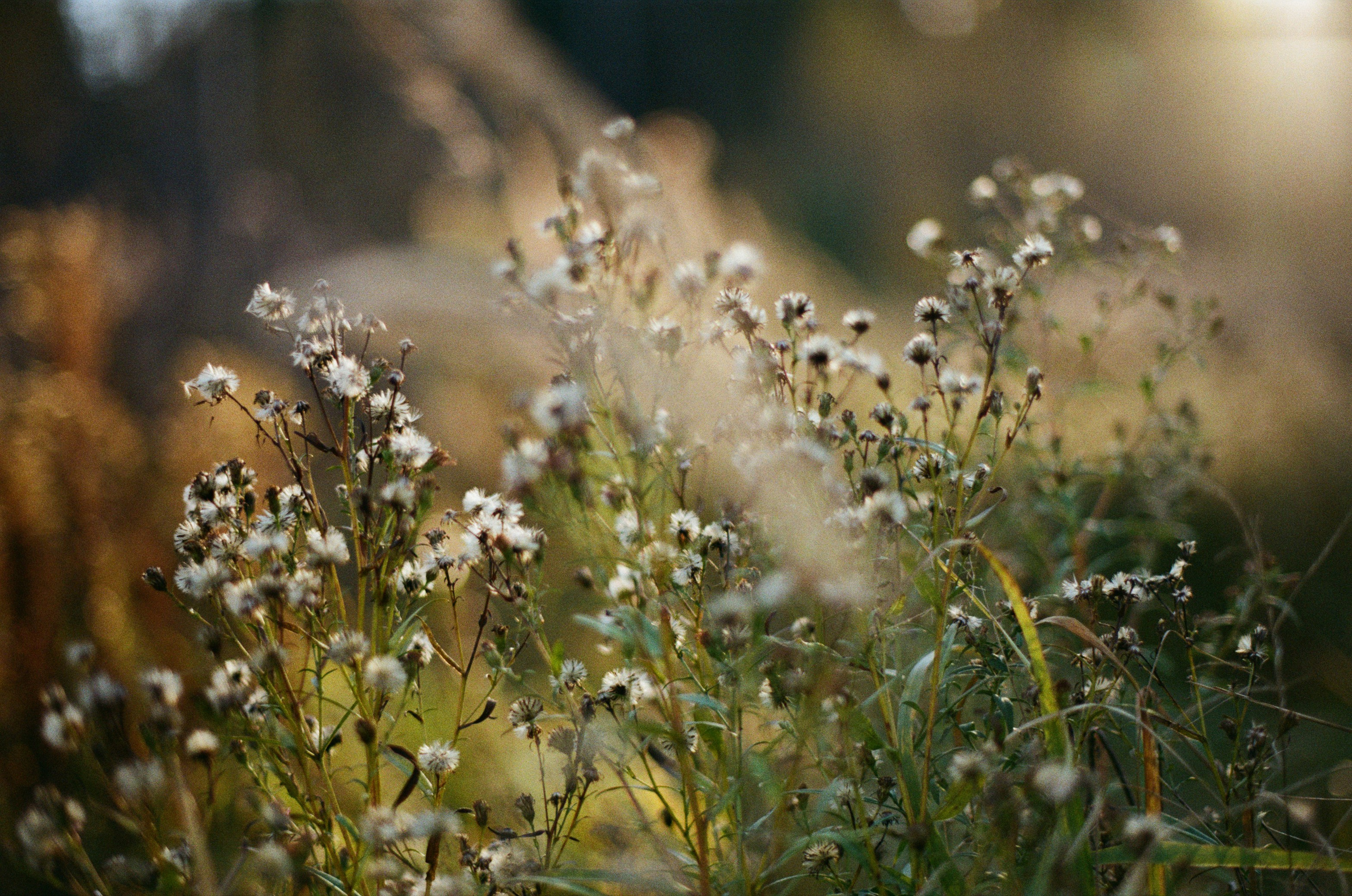 Golden brown. EVER EXPOSED