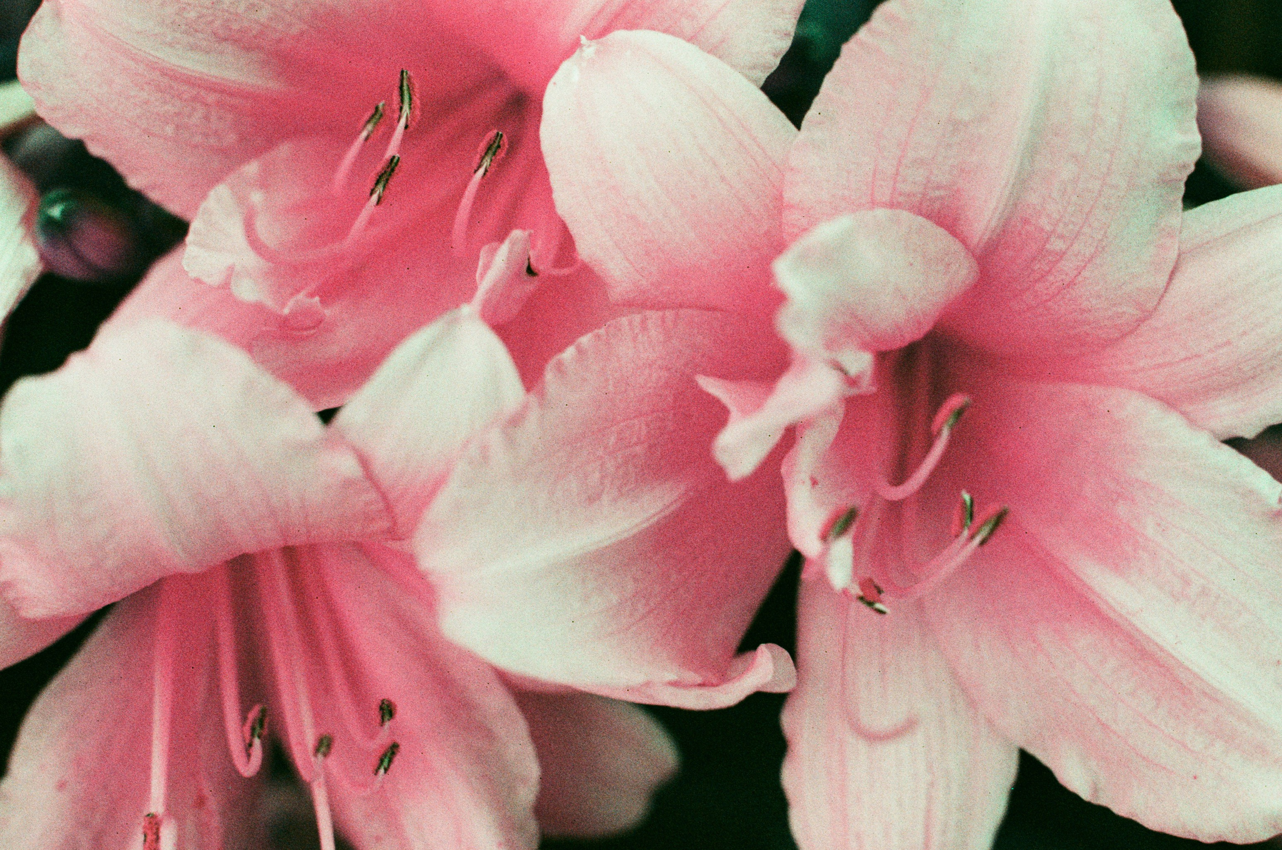 Point of no reply // ukraine, crimea IV. EVER EXPOSED