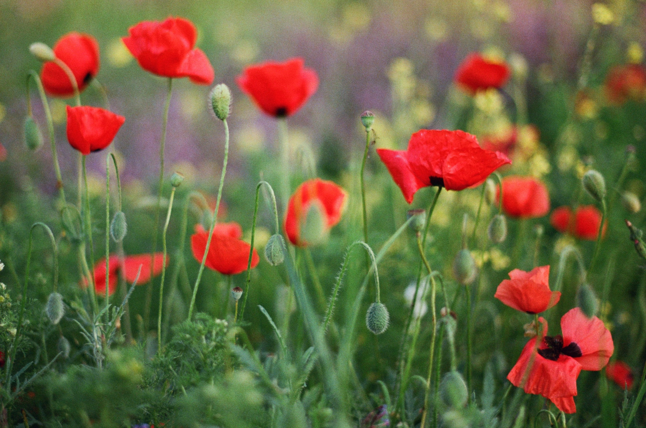 Silent running // ukraine, crimea IV. EVER EXPOSED