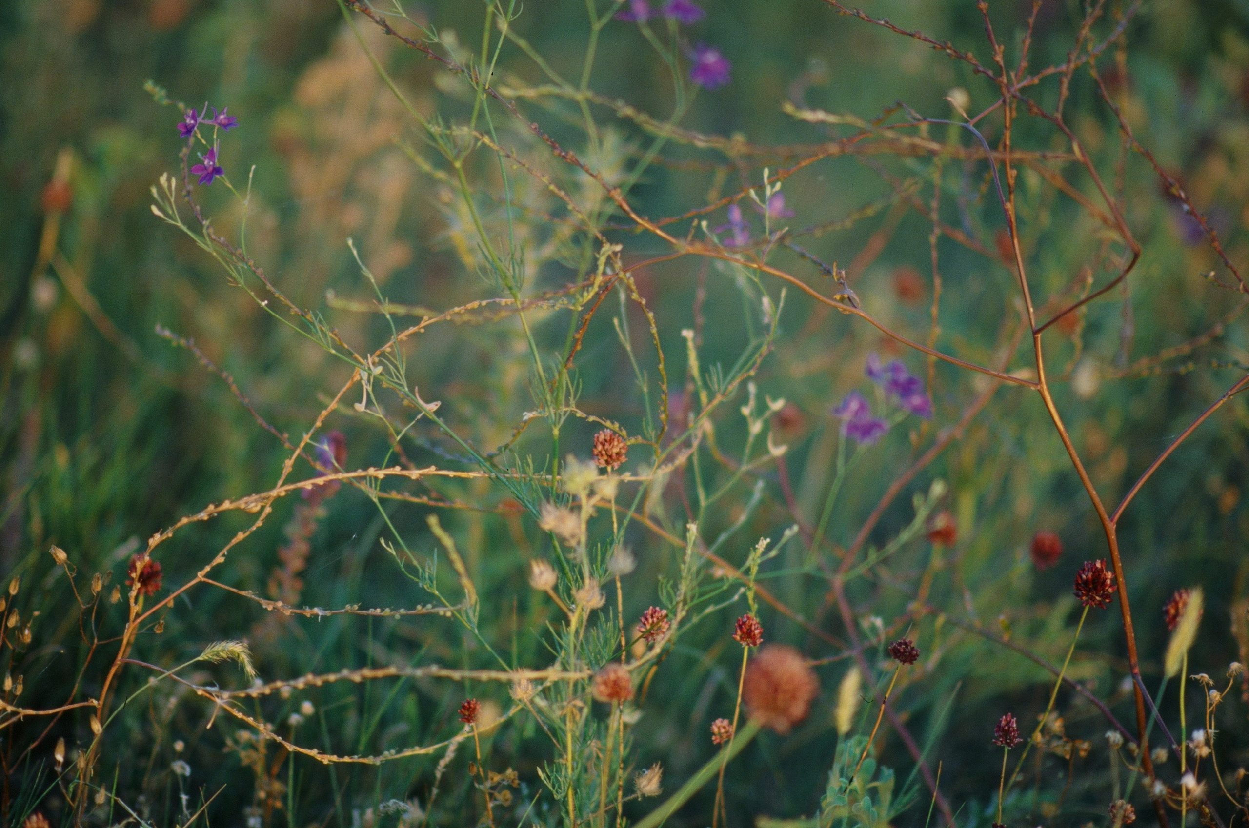 Dig it // ukraine, crimea V. EVER EXPOSED