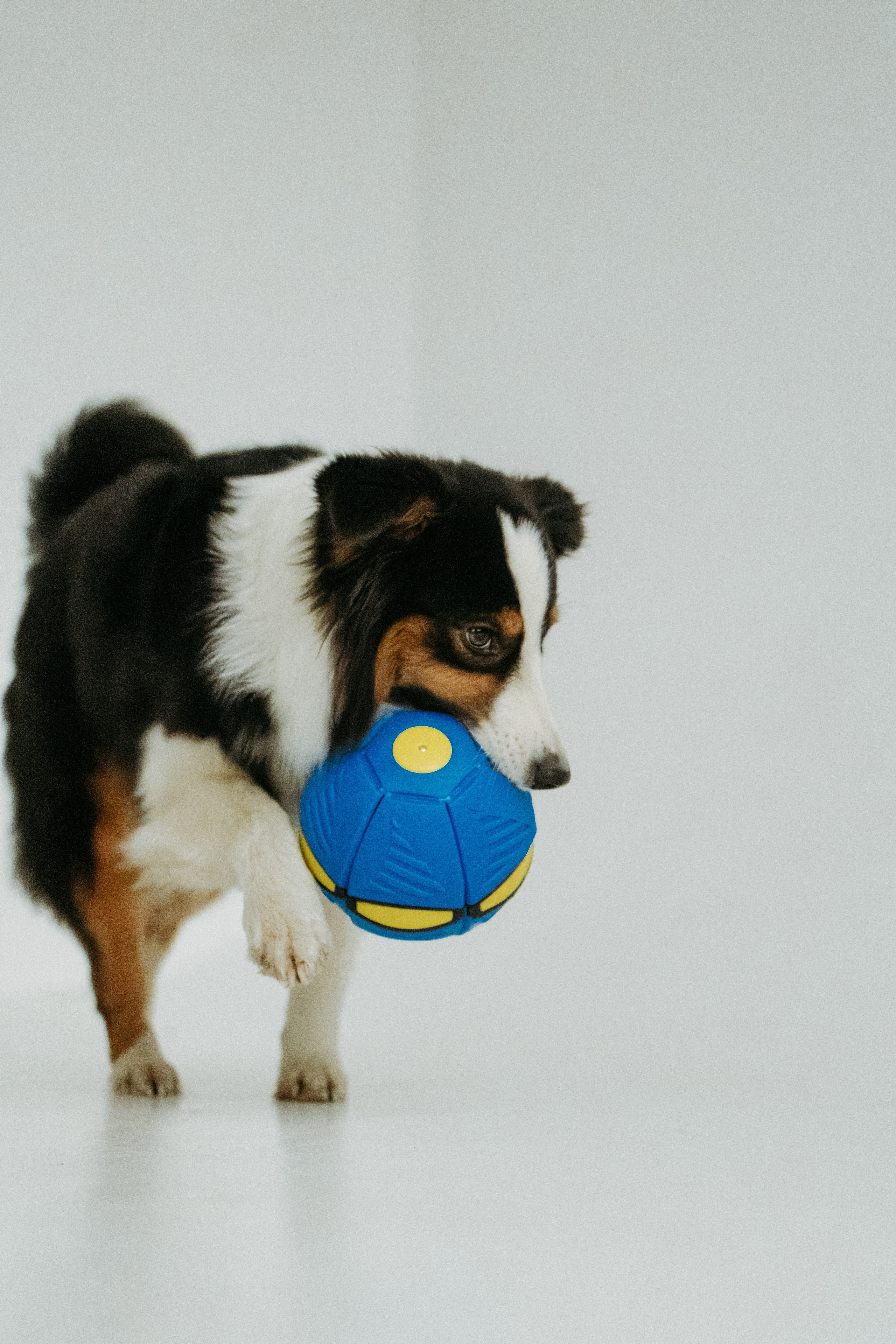 Мячи-попрыгуны. Фотораф — анималист Мария Шистка