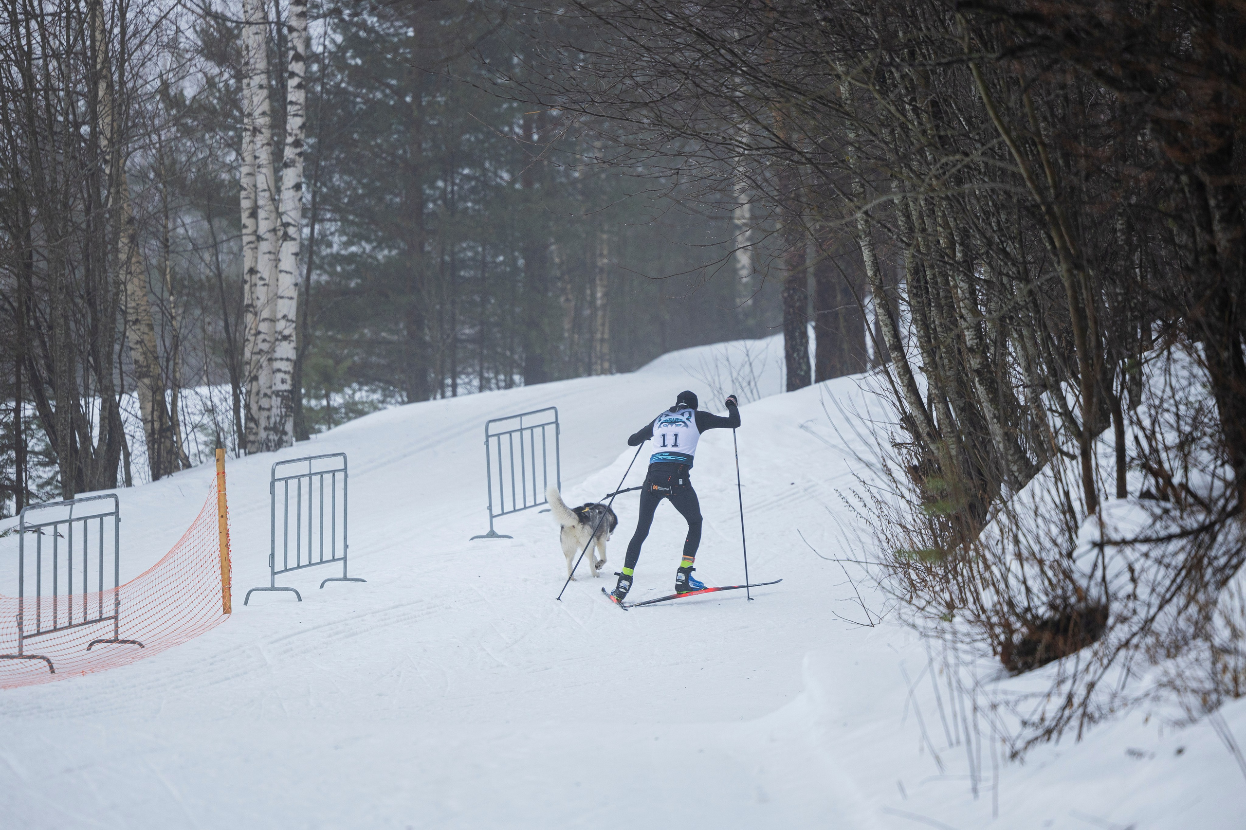 Зимний Чемпионат Санкт-Петербурга по ездовому спорту. Фотограф-анималист Анна Маринич
