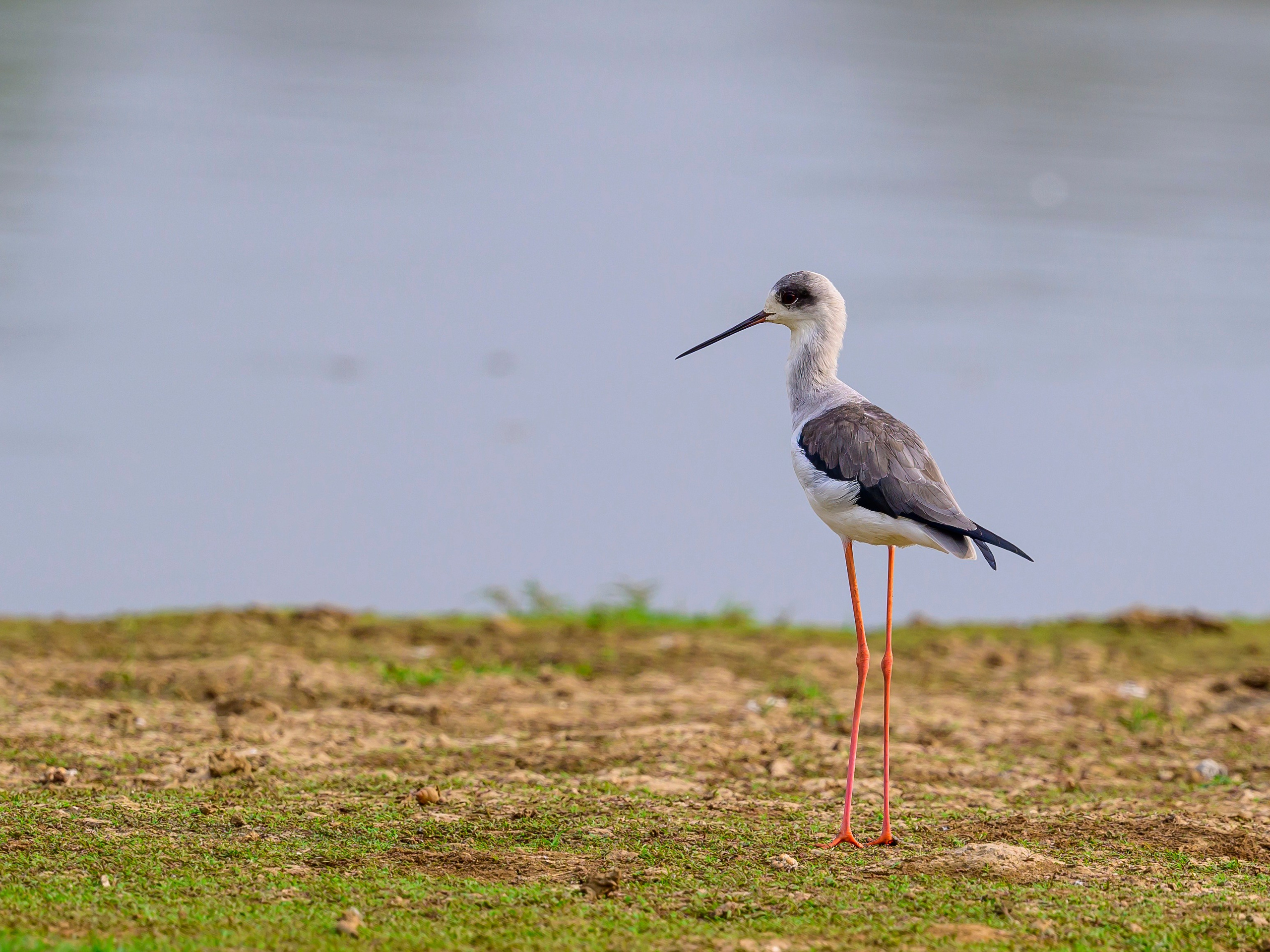 Раджастан, Индия. Wildlife photography by Sergey Puponin