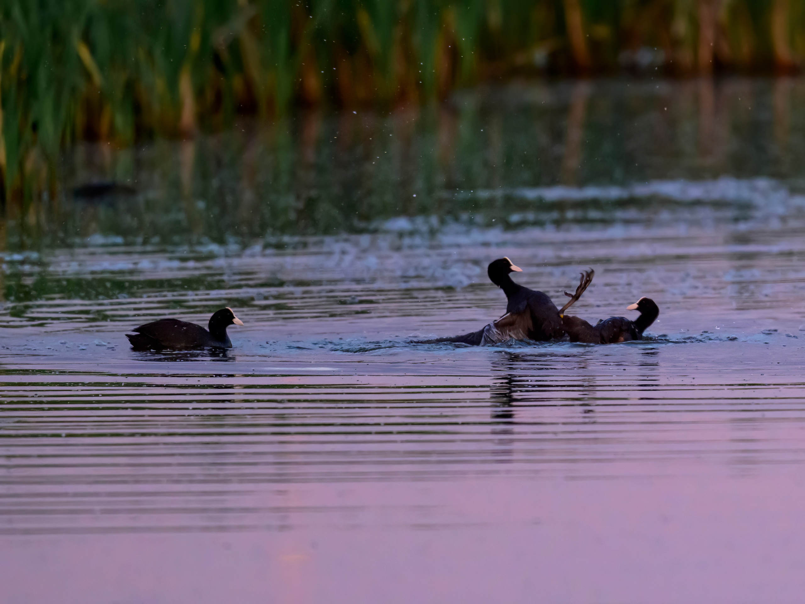 Драки лысух и лунь. Wildlife photography by Sergey Puponin