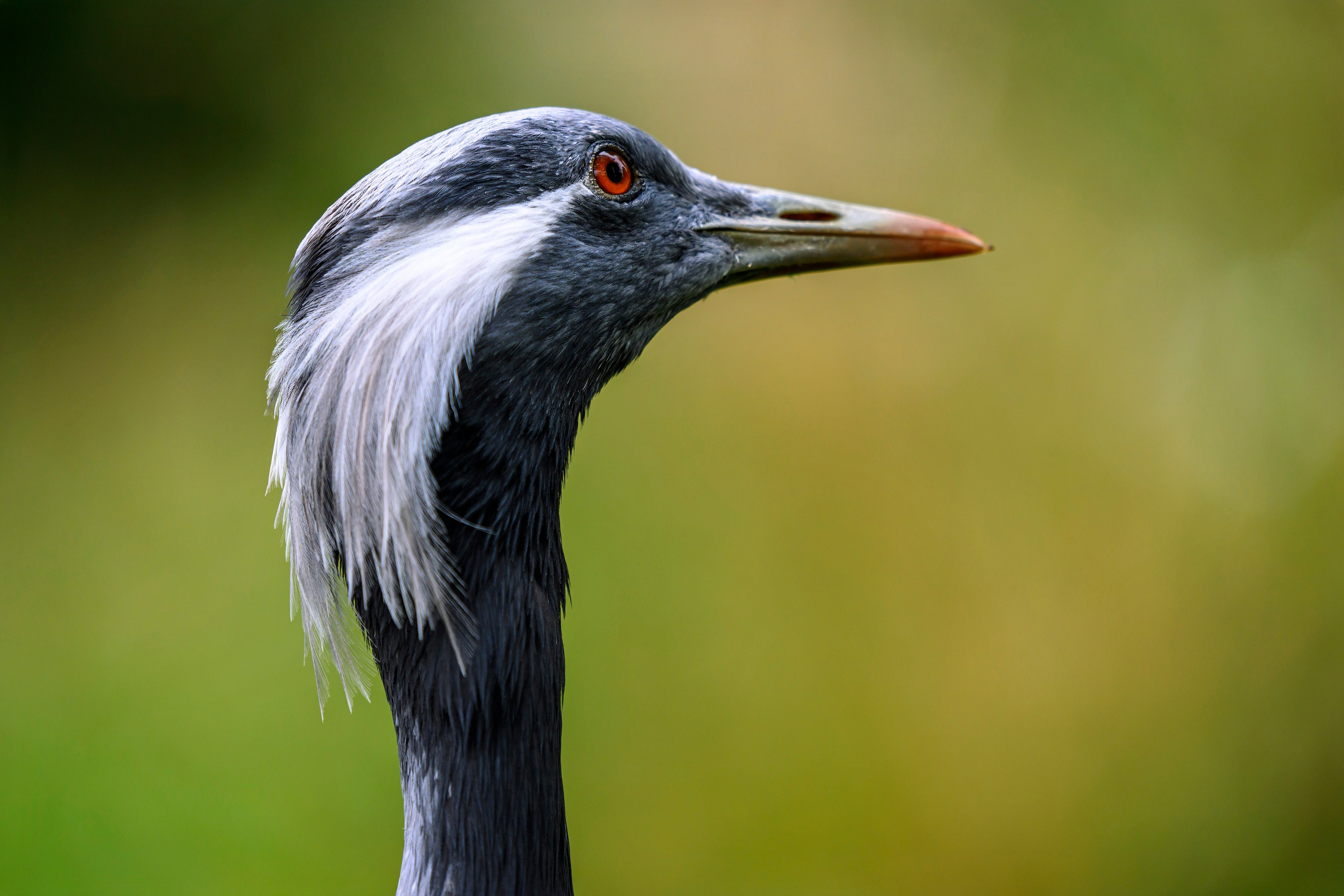 Красавки, цапли, утки: Парк Ближняя дача. Wildlife photography by Sergey Puponin