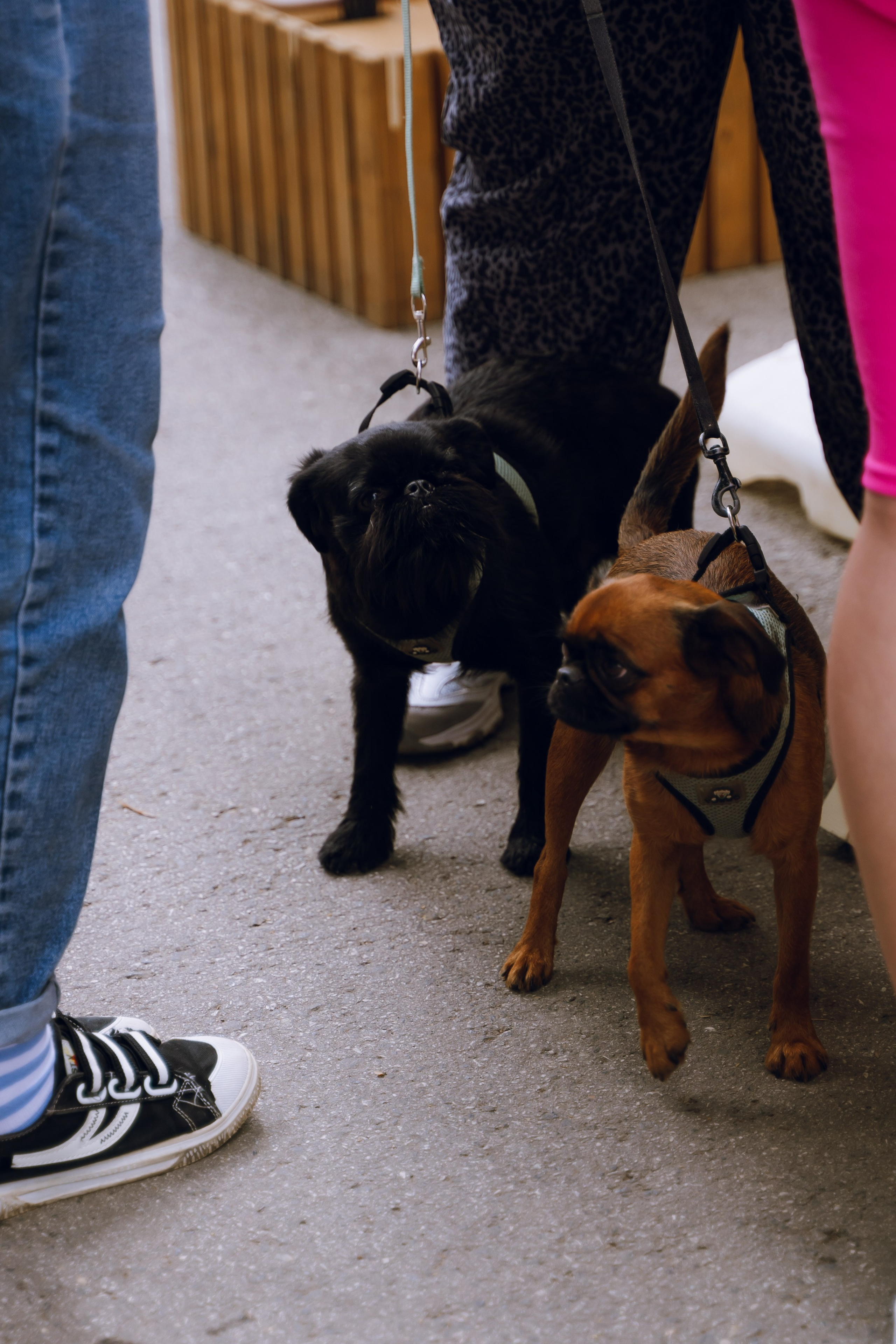 Площадка фестиваля «Мампус и его друзья» в Лесопарке 2025. Фотограф Надежда Погребняк | Рязань | Москва