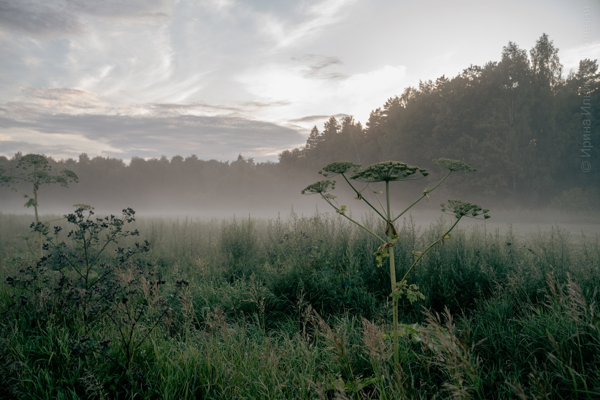 Фотокартины. Семейный фотограф Ирина Ильиных-Вольная в Москве и не только