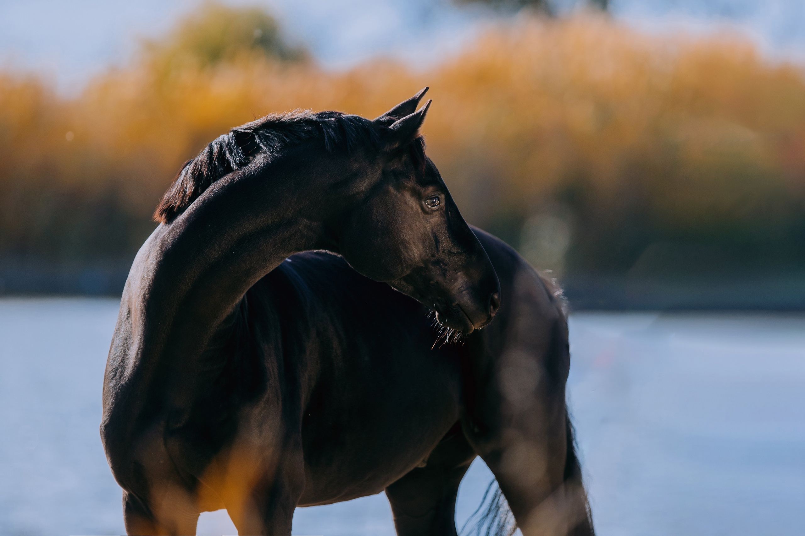 Разное. Фотограф-анималист Ксендзова Кристина