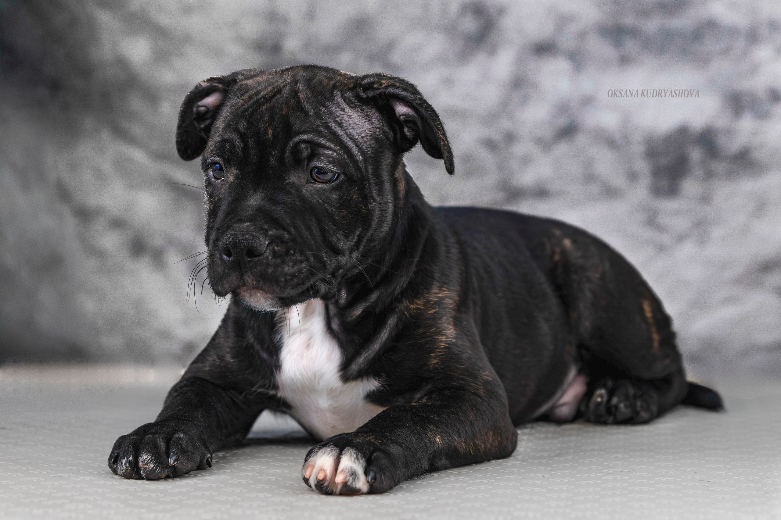 Щенки Стаффбуль. Фотограф 📸 анималист, предметный, репортажный