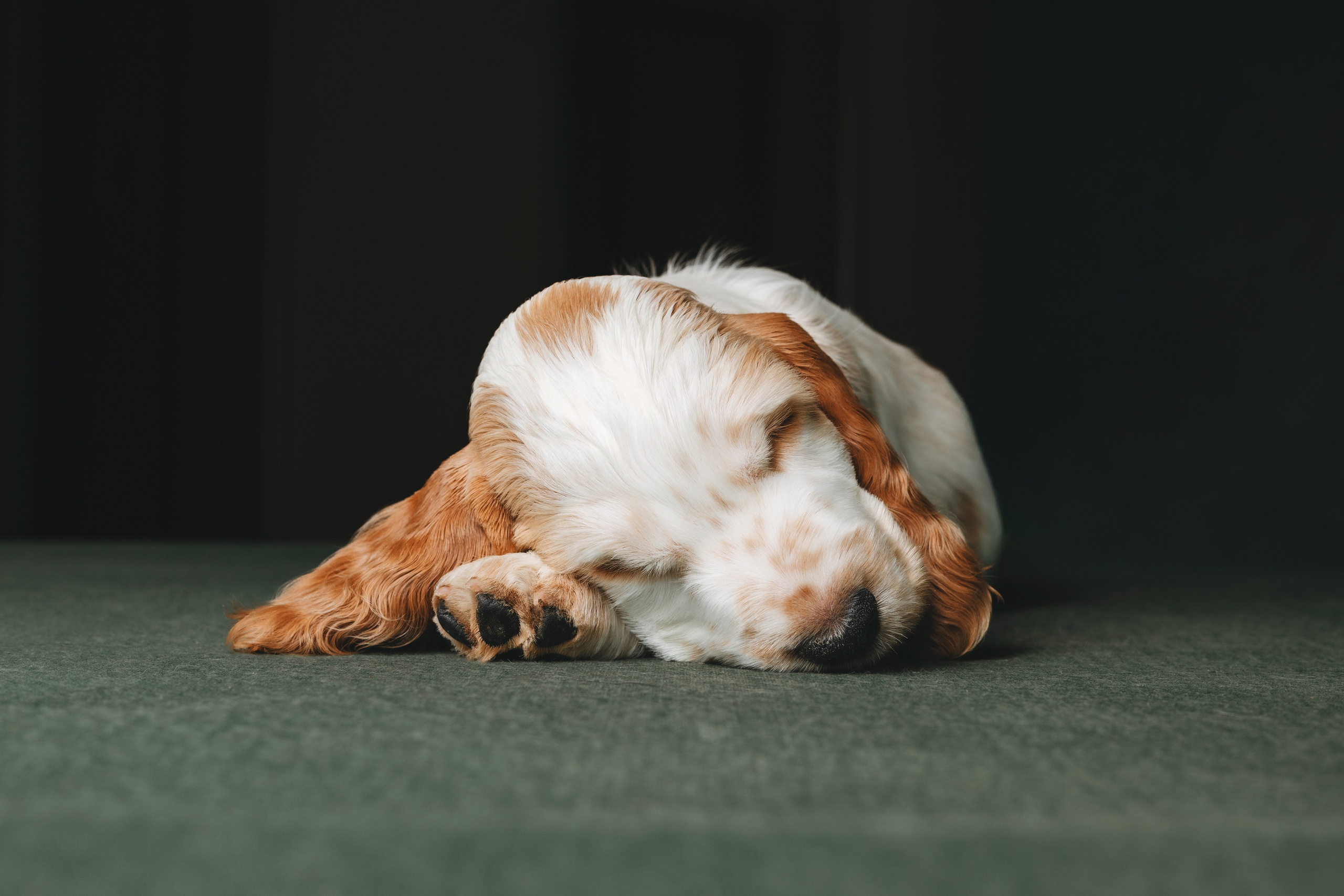 Английские коккер-спаниели. Фотограф анималист Осипчикова Мария