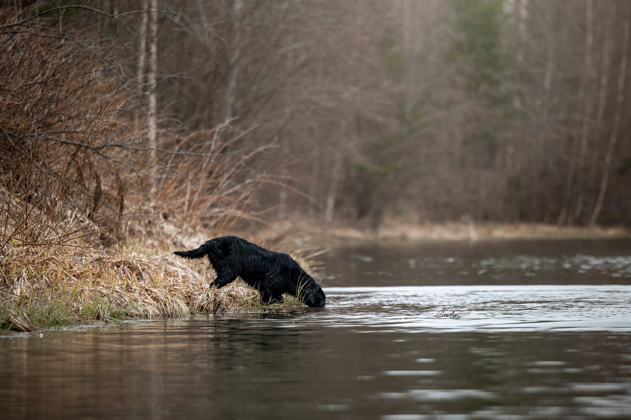 Ора, Ева, Рози и их семья. Фотограф — Анималист | Санкт-Петербург