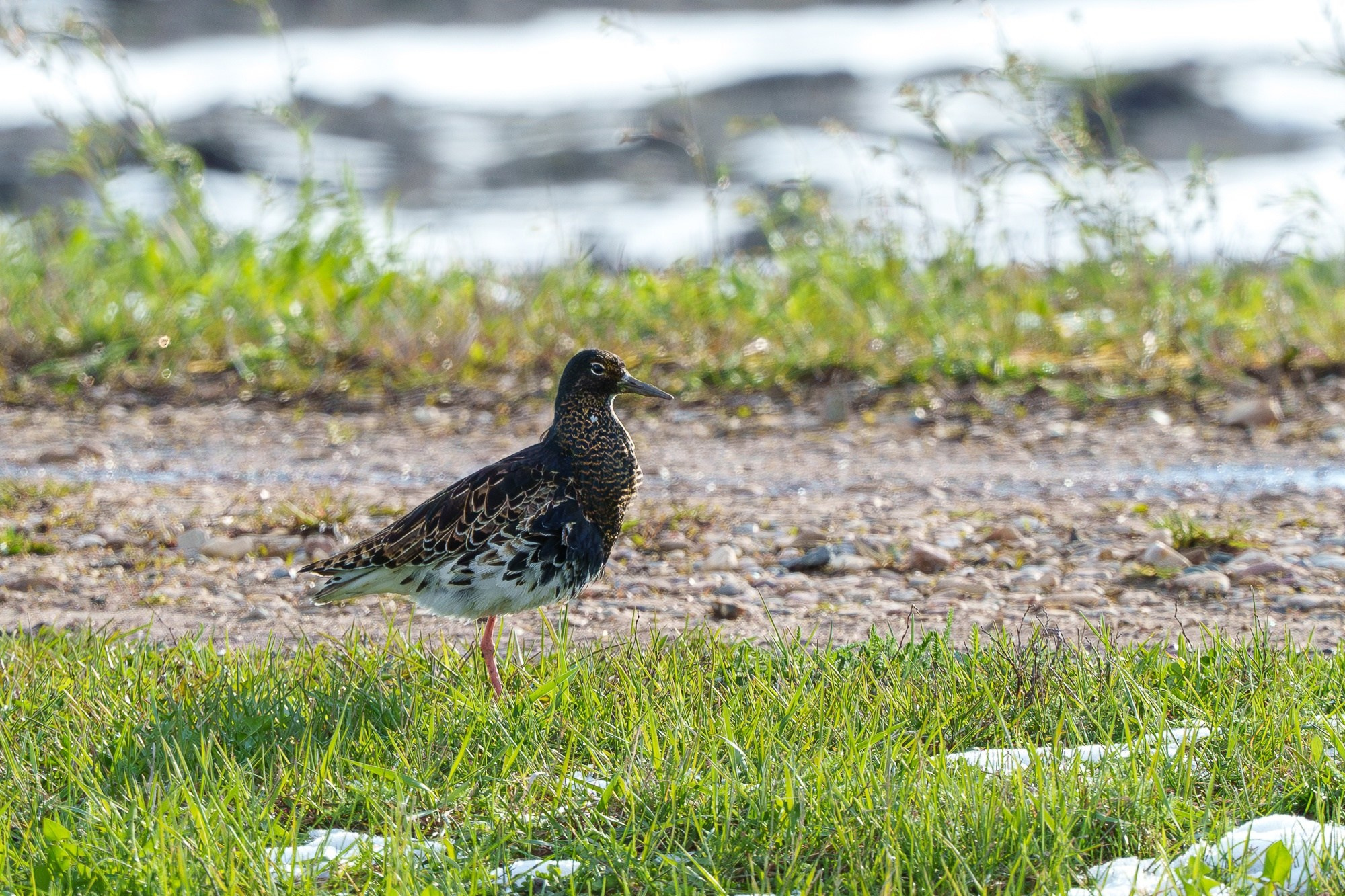 Удивительные мир птиц. Вокруг нас столько прекрасного — присмотритесь!. Ваш личный фотограф Марина Волкова
