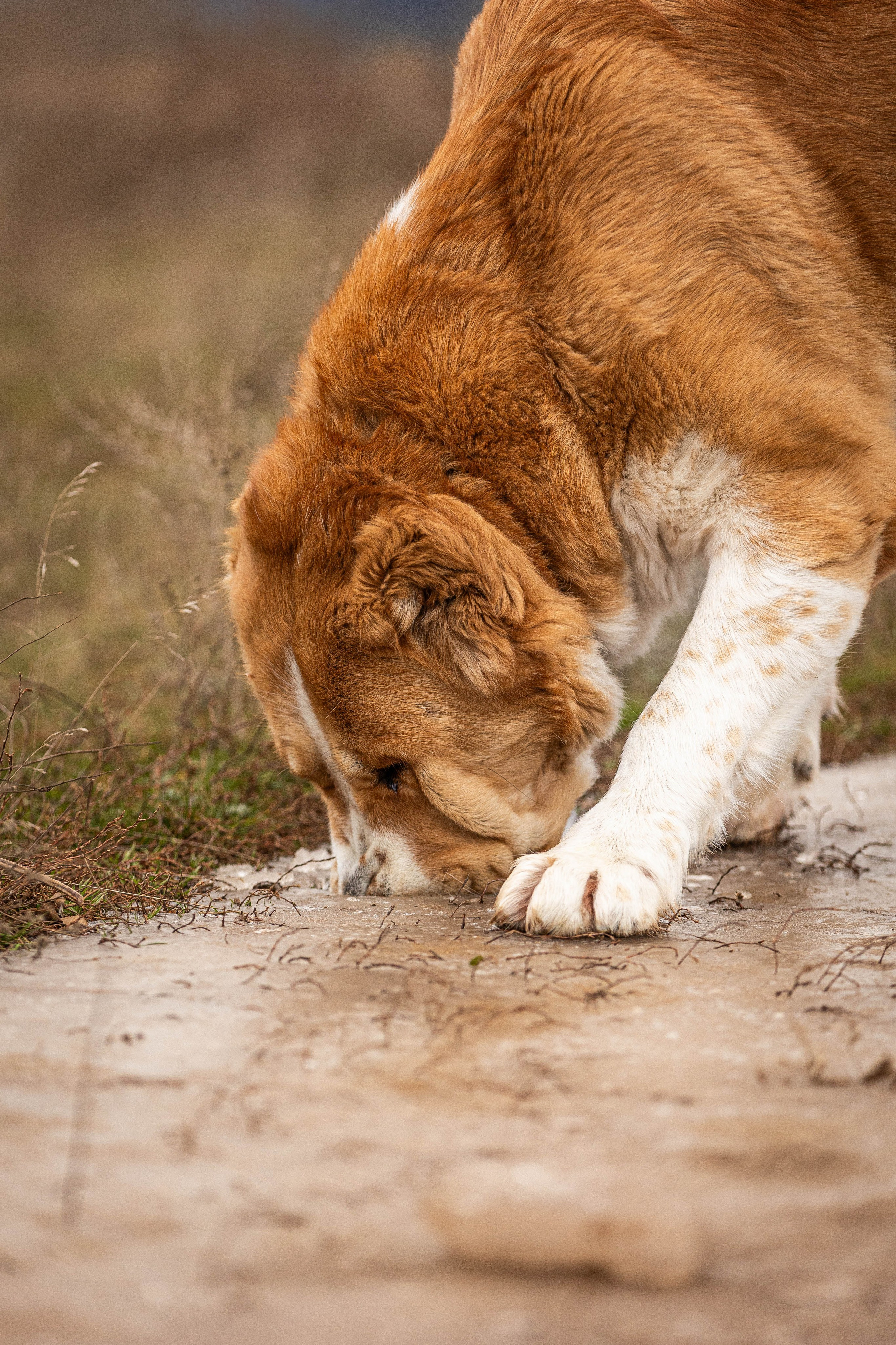 Пальма. Фотограф-АниМалист Анна Абрамова