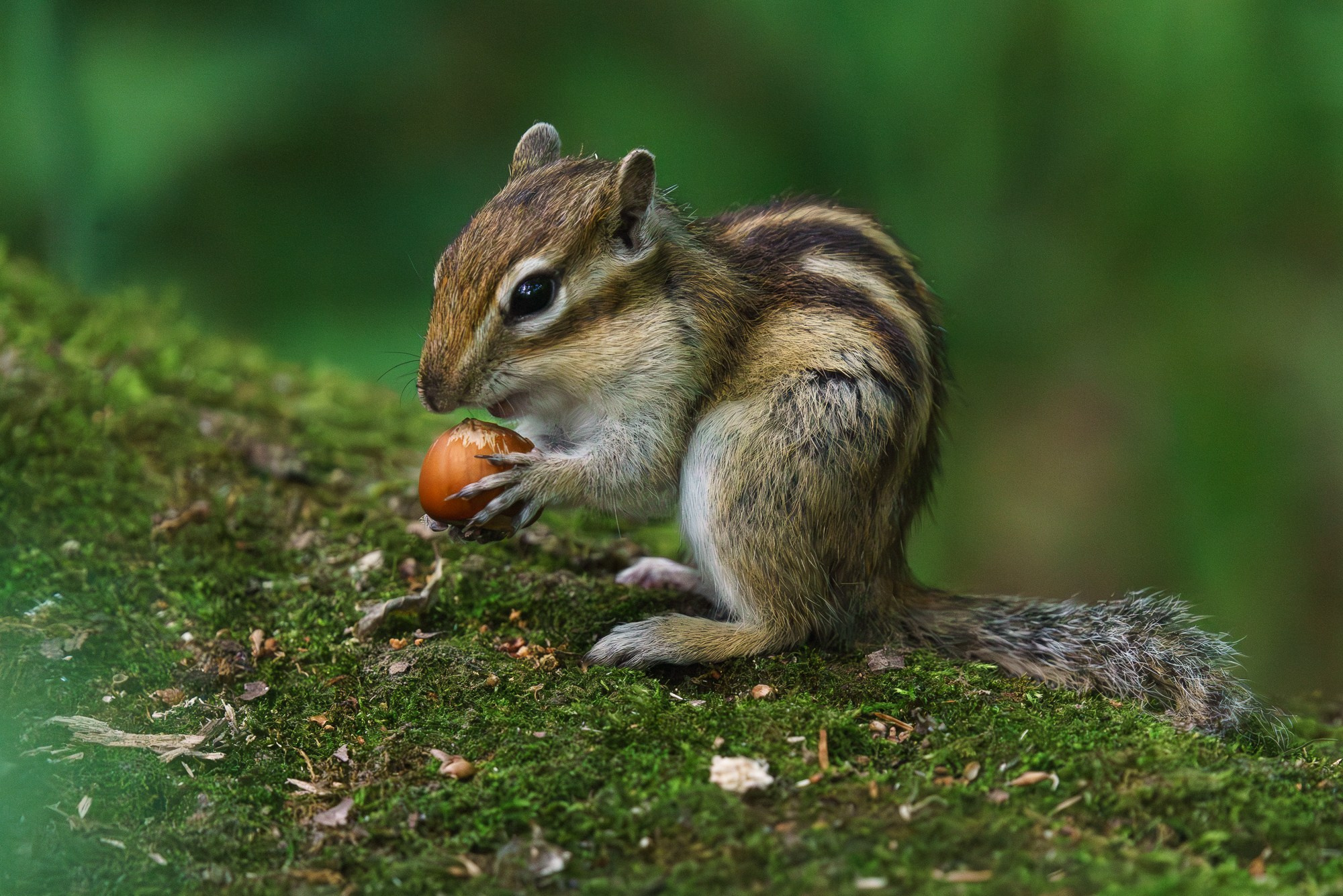 Животные. Ваш личный фотограф Марина Волкова