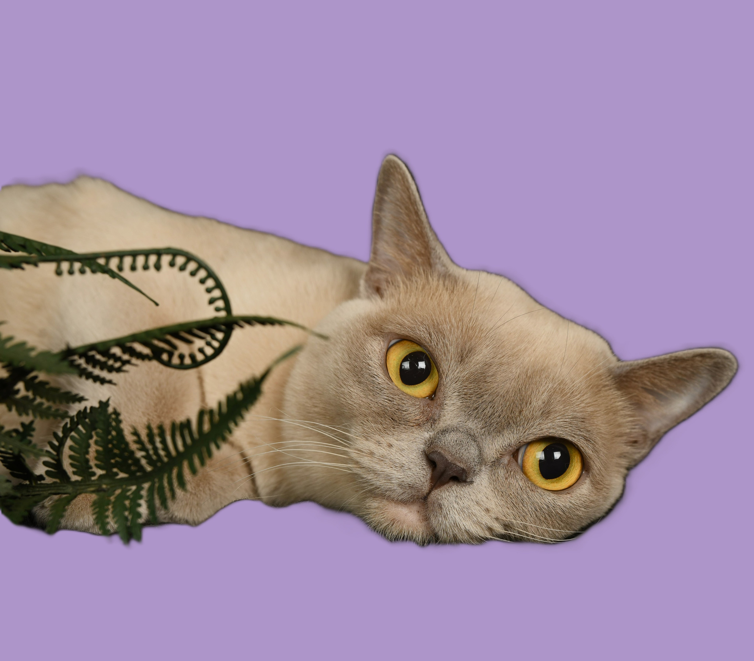 Котёнок американской бурмы. Las Burmas — питомник американской бурмы традиционных линий