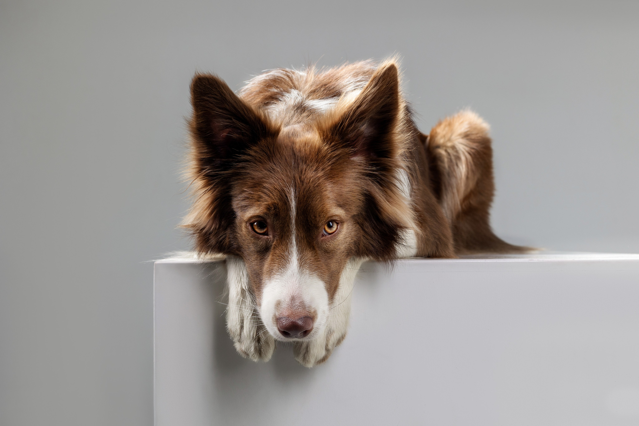Беатрисс и бордер Вивьен в студии. Фотограф анималист в Москве Майорова Евгения